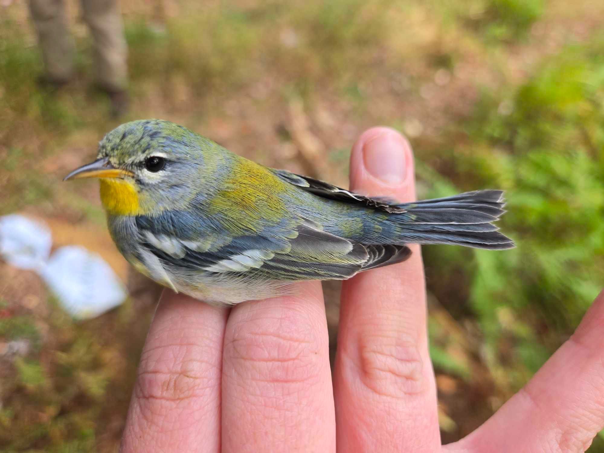 Northern Parula in a researcher’s hand, a blue bird with white on the wing, green on the back, and a yellow throat