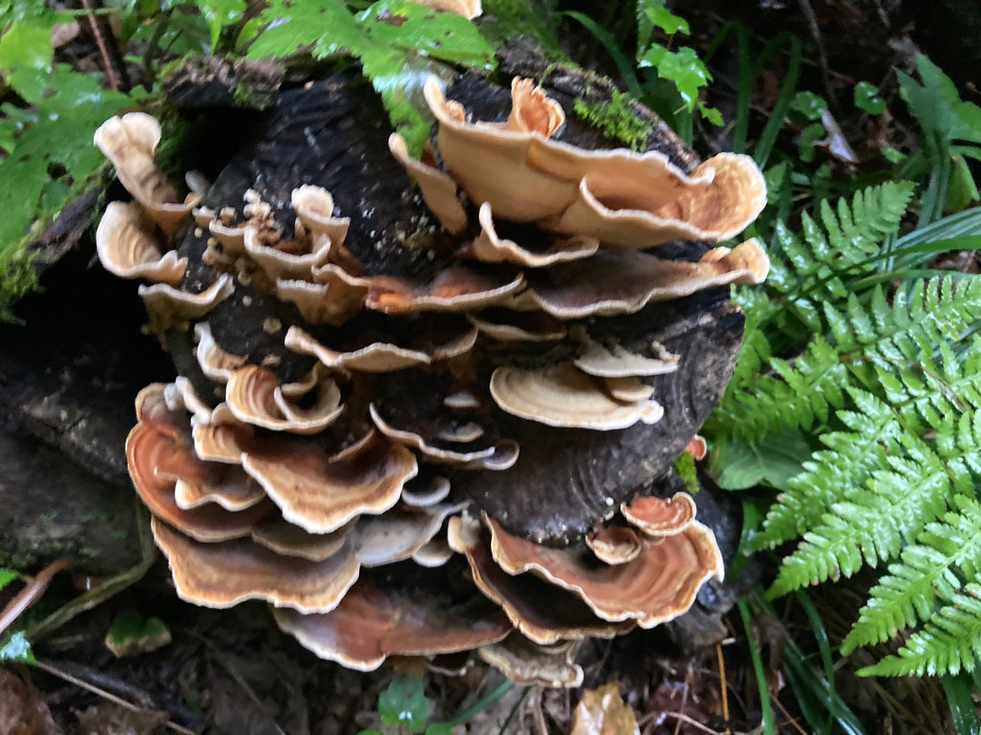 Shelf fungi among ferns