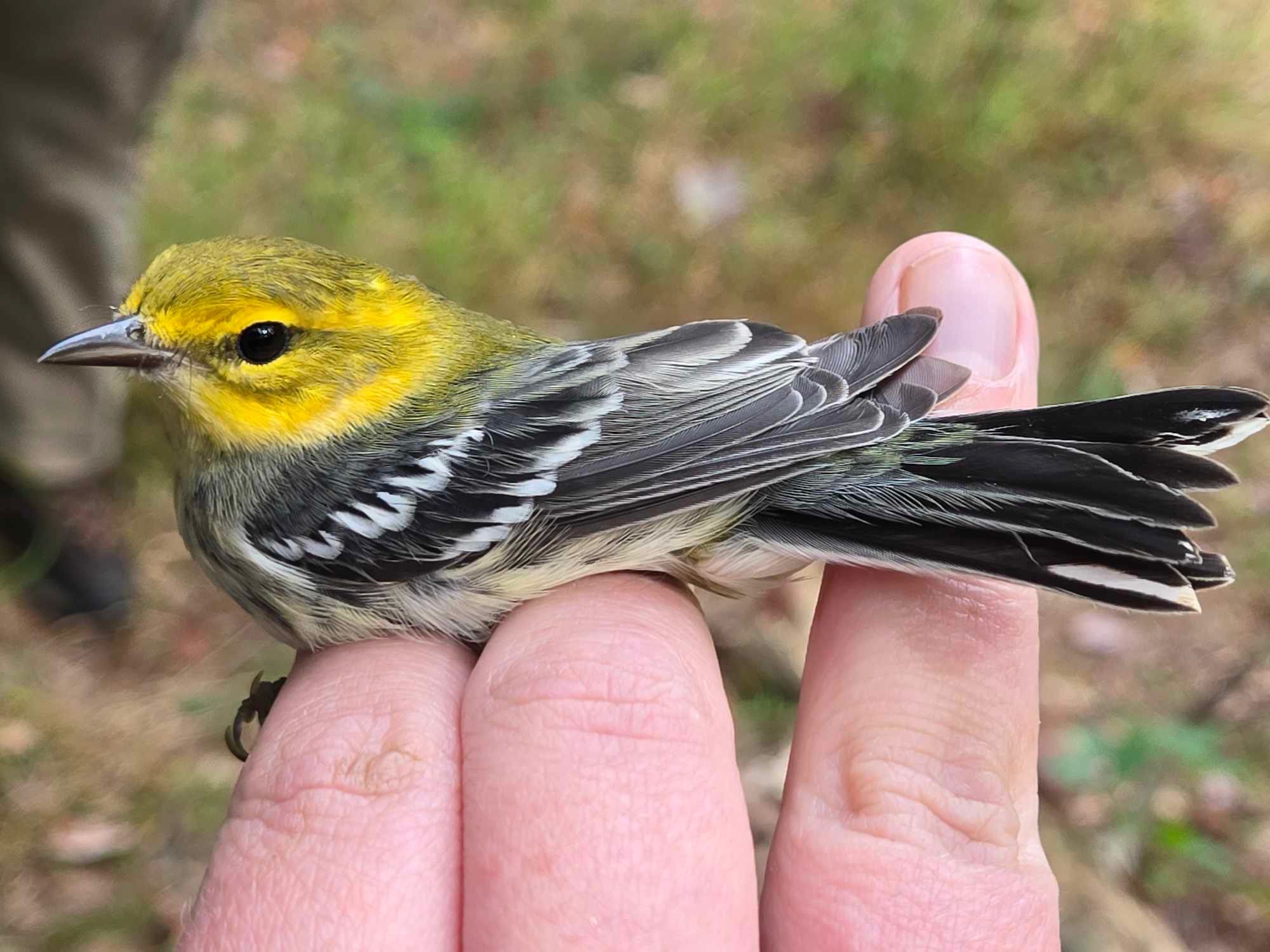 Black-throated Green Warbler, a gray bird with a yellow hand, in a researcher’s hand