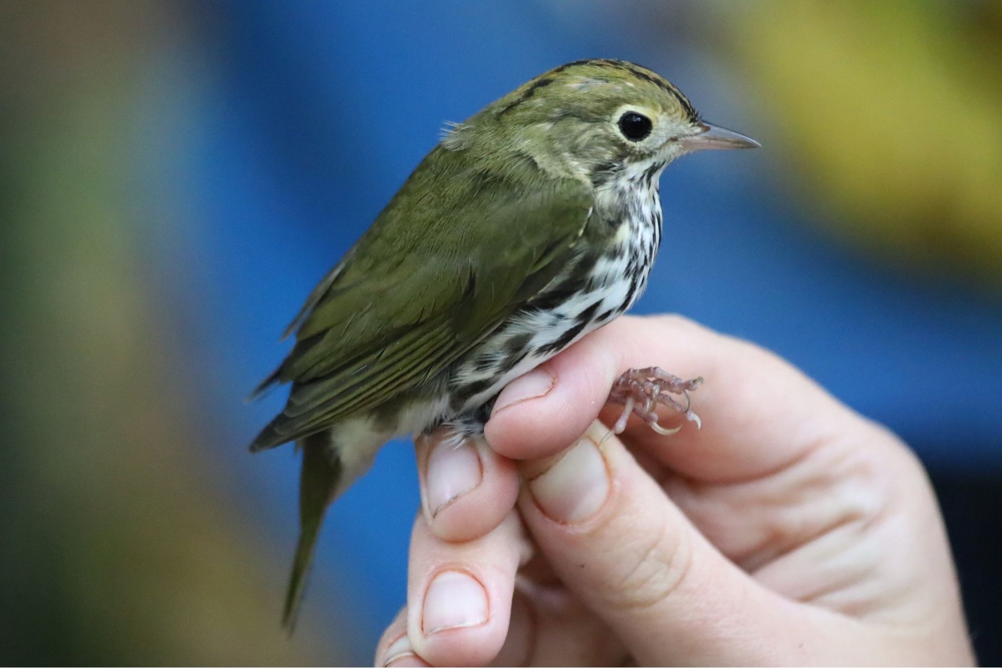 Ovenbird held by a researcher. The bird is green-brown with white below and black stripes on the chest and belly