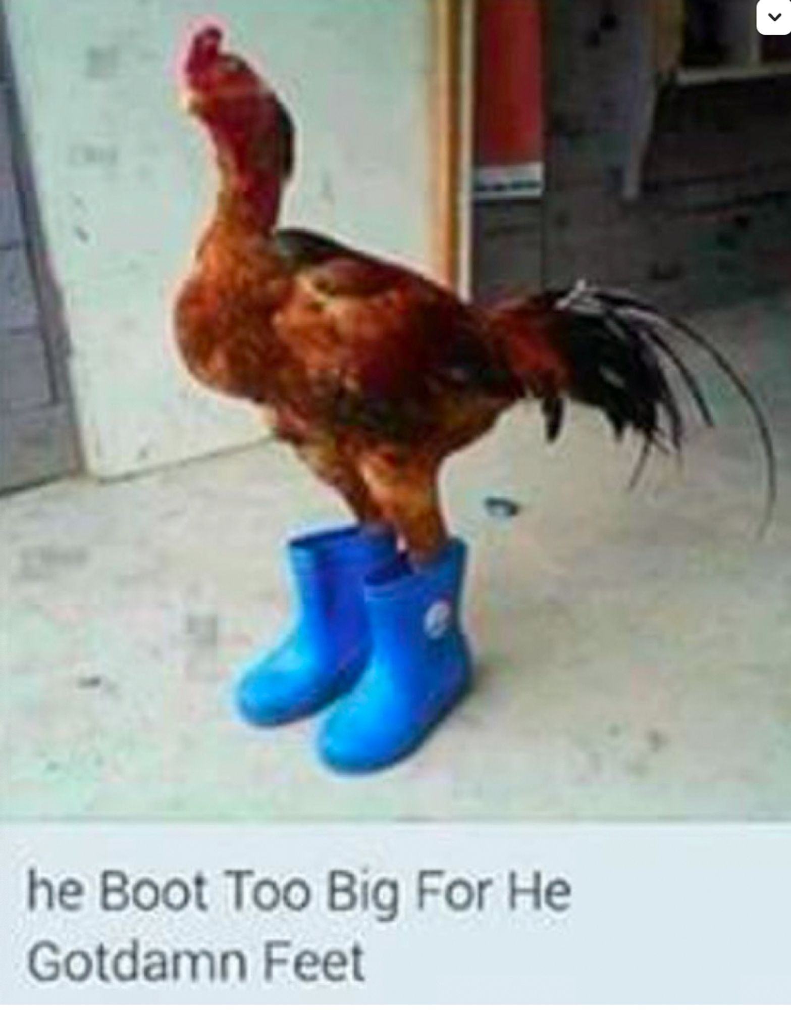 a rooster somehow wearing gumboots Acculturatly explained with "he Boot Too Big For He Godamn Feet"