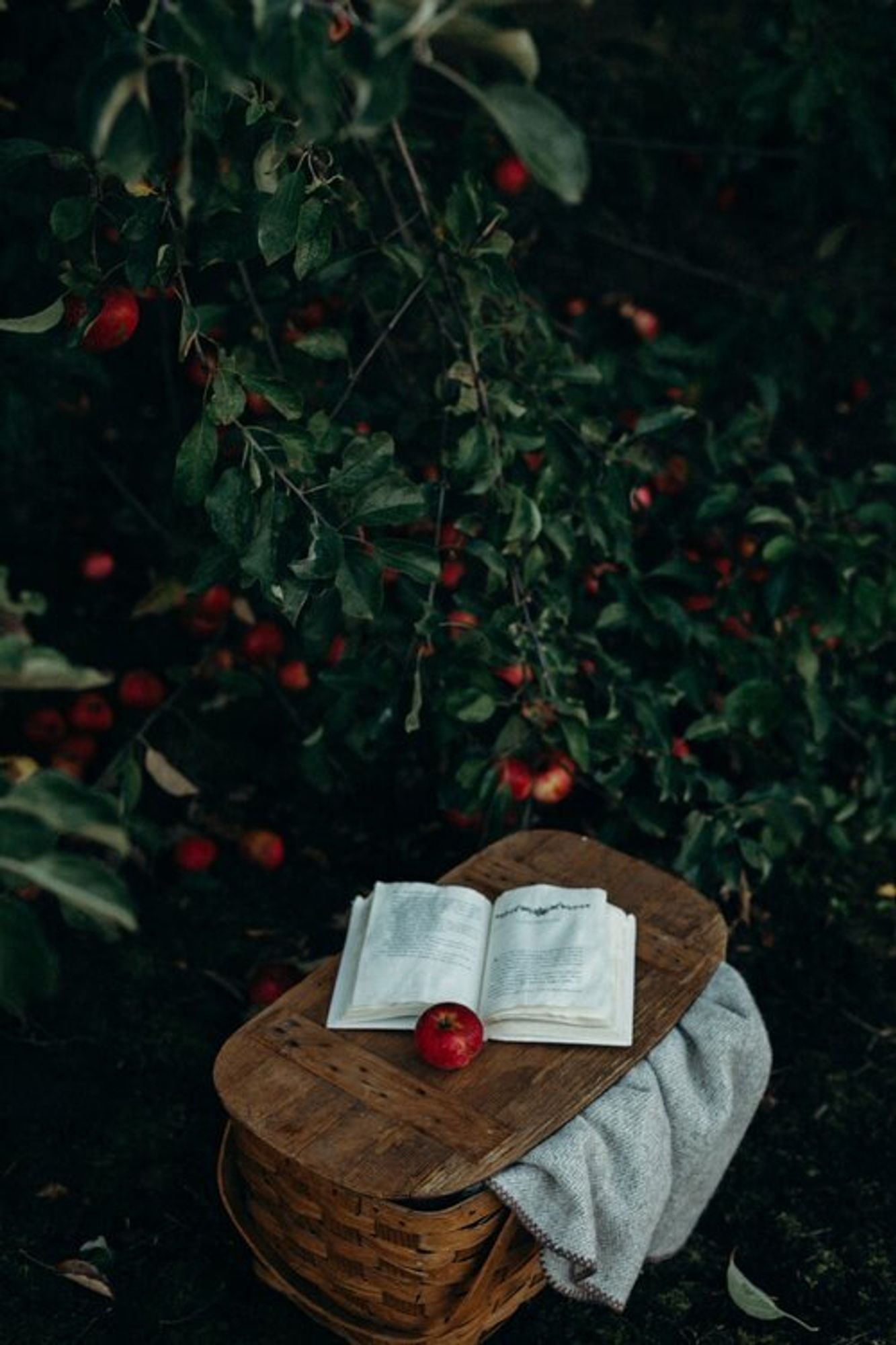 Beneath an apple tree, a book rests on top of a wicker picnic basket, propped open by a single red apple