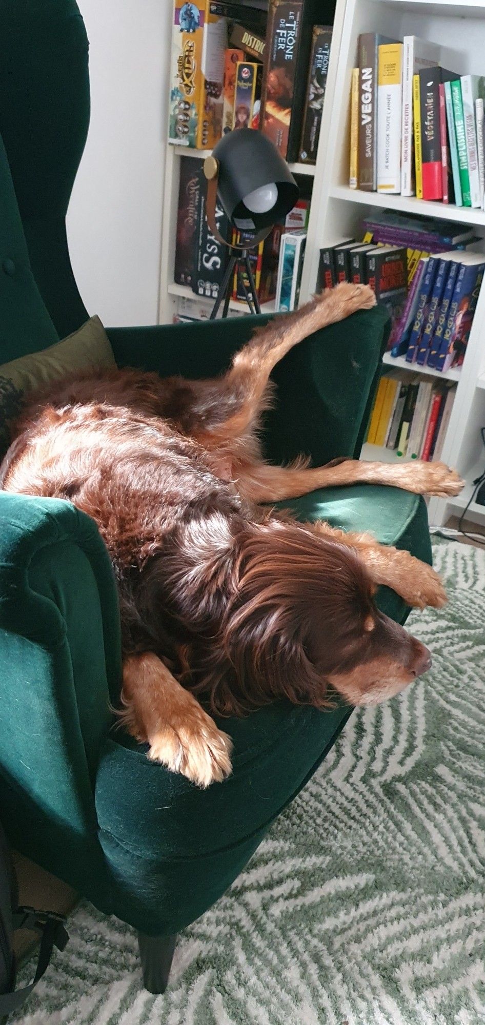 Chien étalé de tout son long sur mon fauteuil de lecture