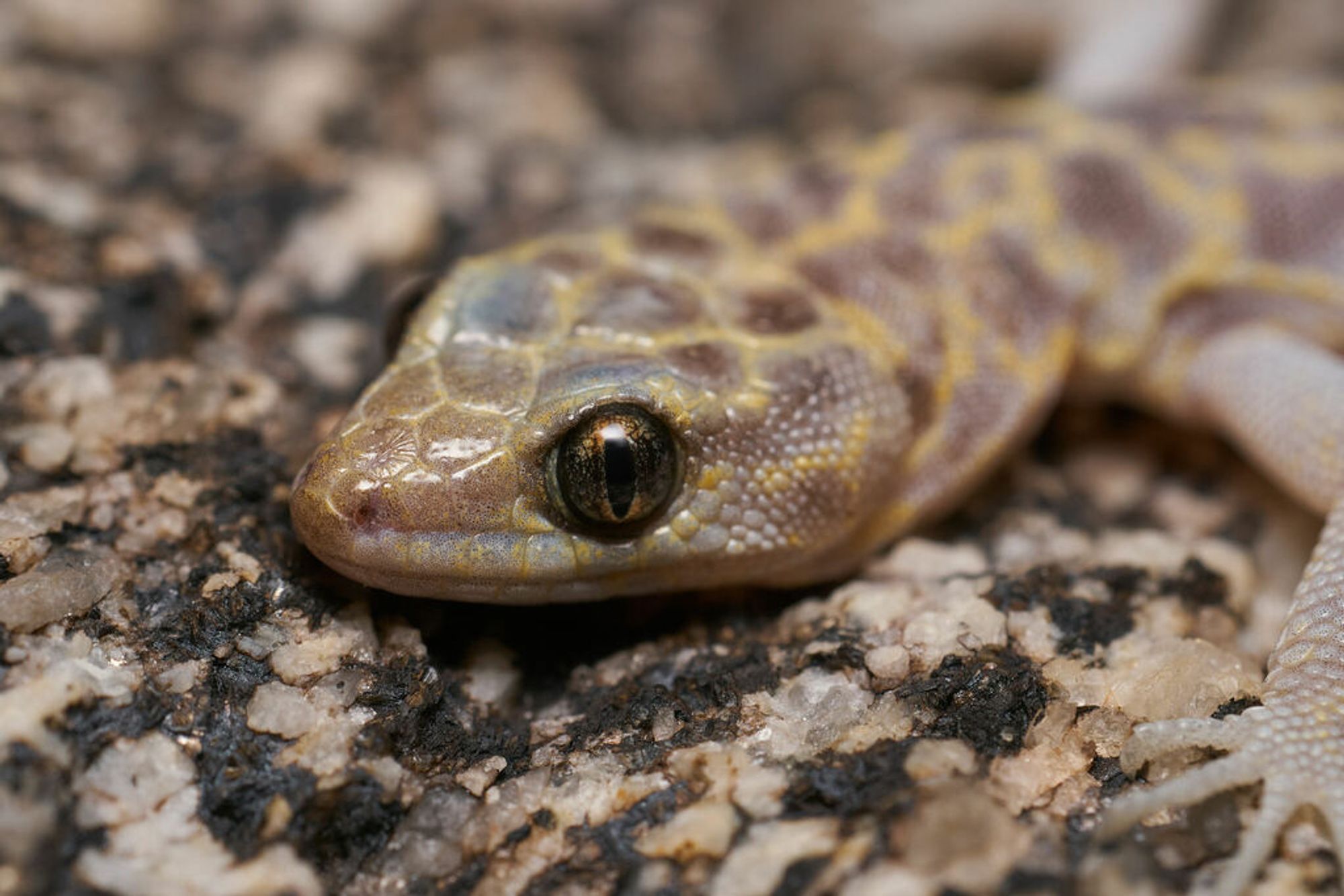 A close-up macro photo of a Granite Night Lizard | San Diego county, California