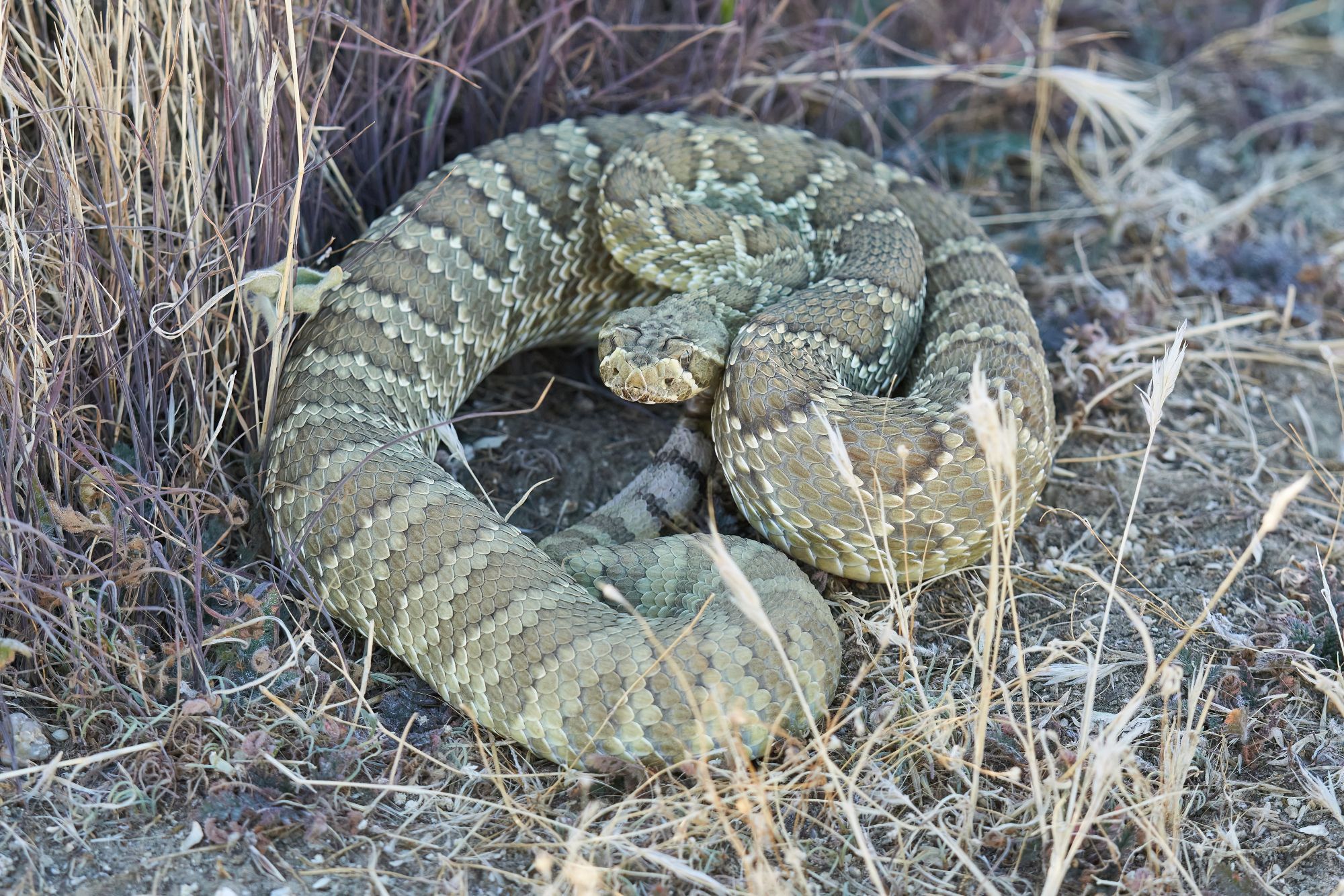 A green-tinged, coiled up Mojave rattlesnake | Los Angeles county, California