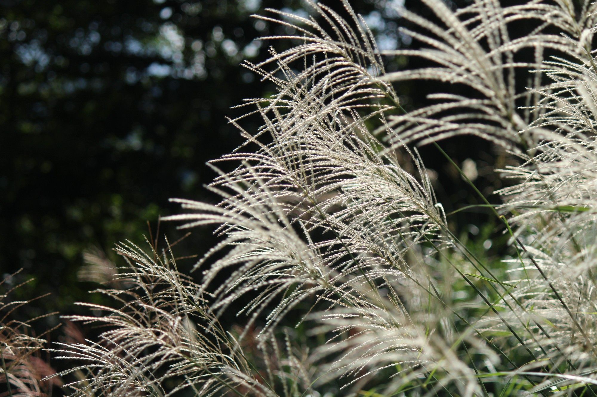 今年はススキの開花もちょっと遅い気がします
光をおびた花穂のキラキラ感が好き