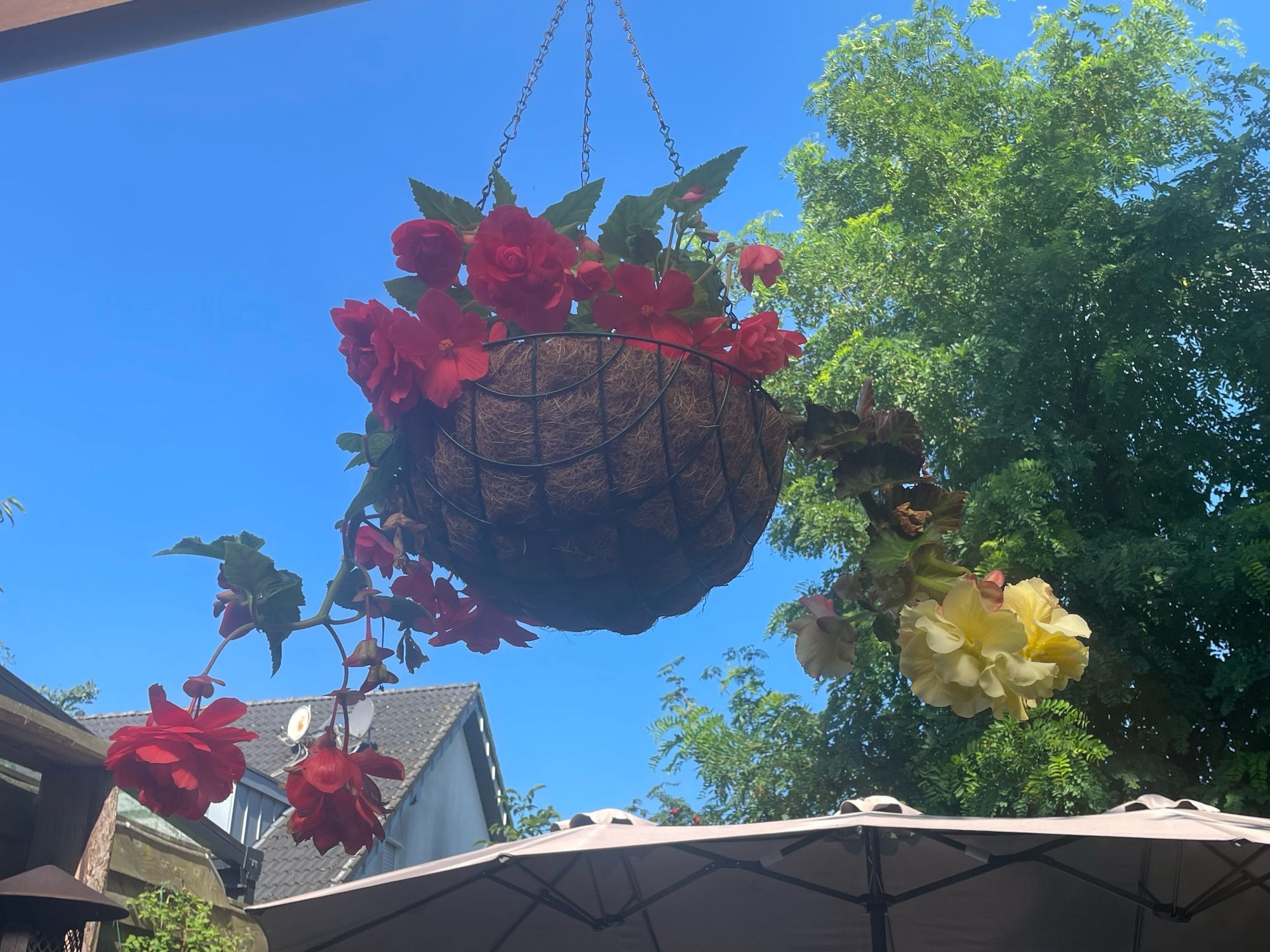 Hangmand met twee hangbegonia’s, rood en lichtgeel. Een strakblauwe lucht erachter en een grote grijze parasol