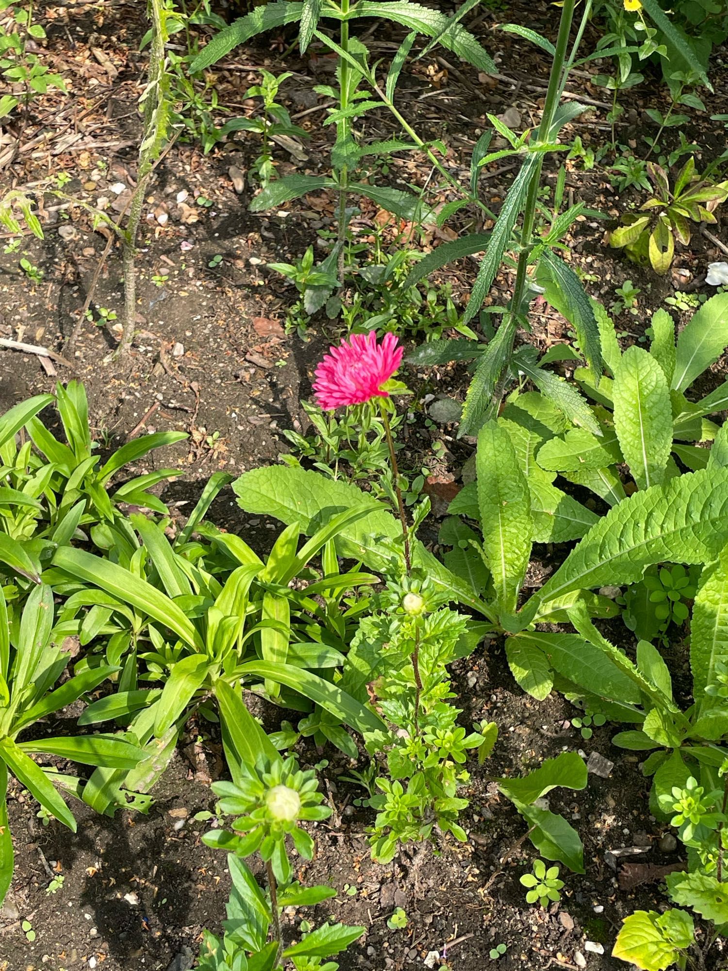 Een Chinese aster, knalroze