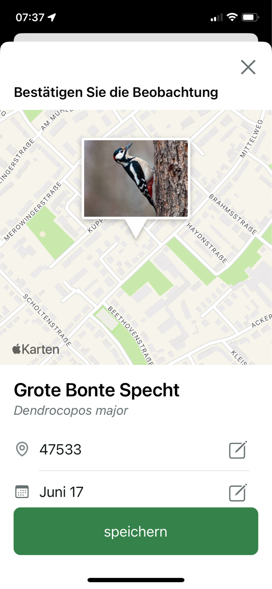 Screenshot, de merlinapp heeft de grote bonte specht waargenomen in de tuin