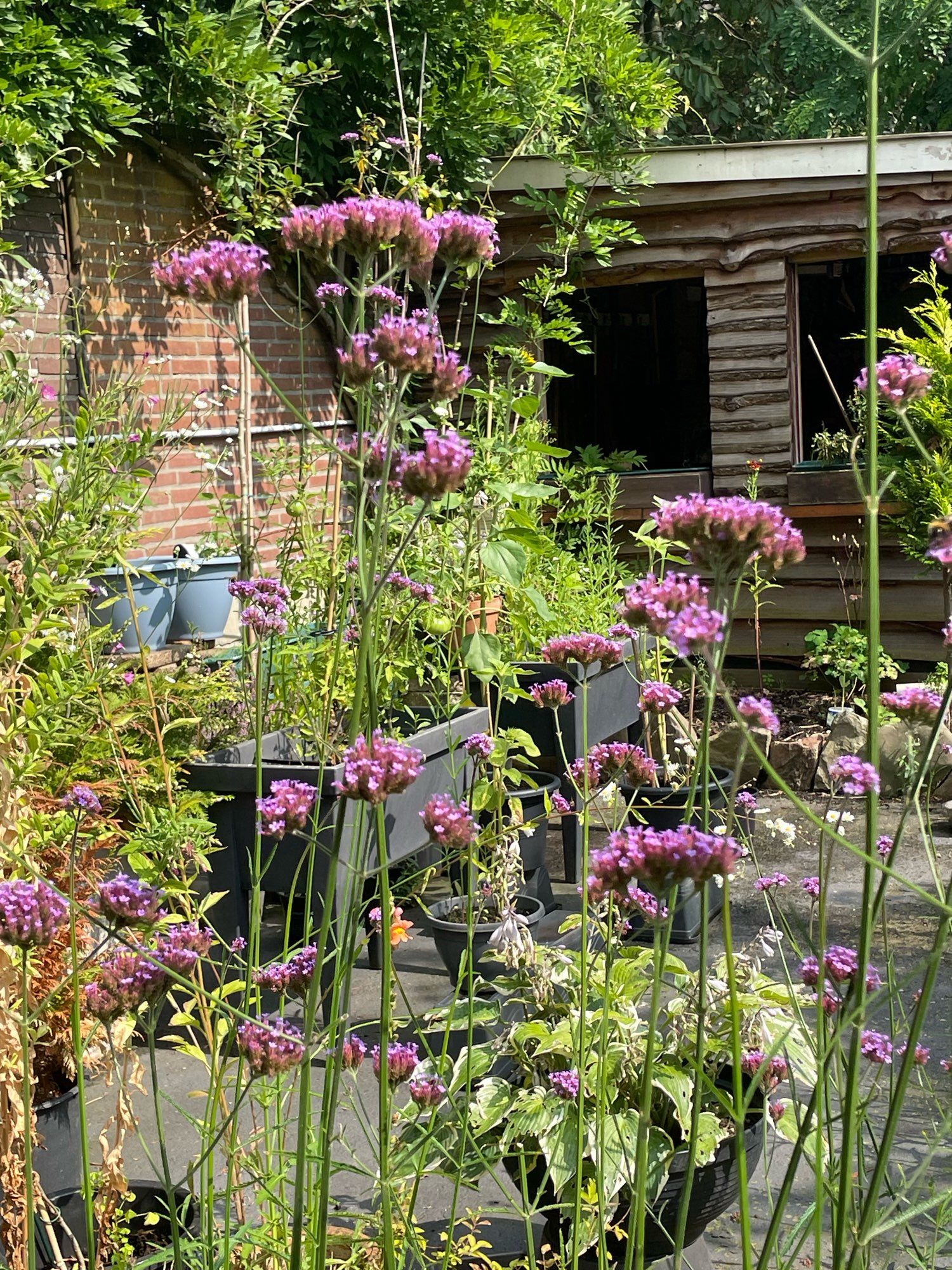 Nog meer ijzerhard,  op de achtergrond het tuinhuisje