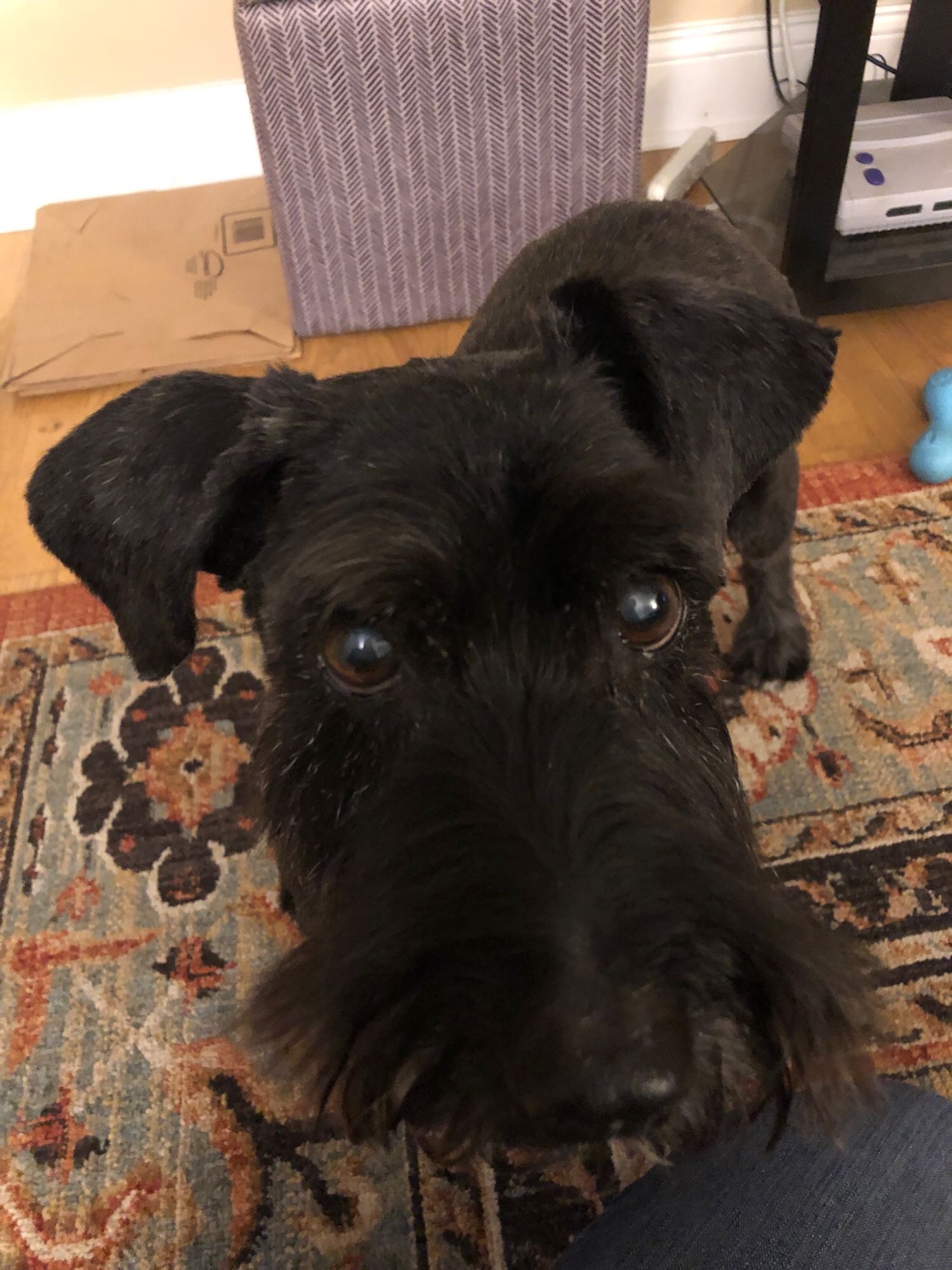 Same black dog with his face fully in the image, close up, as he wanted treats for posing. Which he got right after the photo was taken