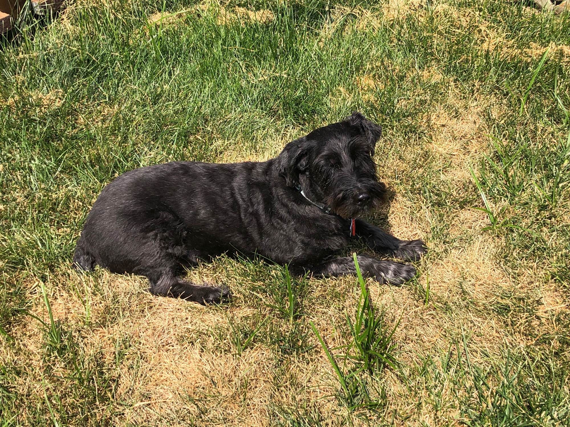 Close up of Louie, a black schnauzer mix dog, laying in grass. His eyes are closed and he is very contented.