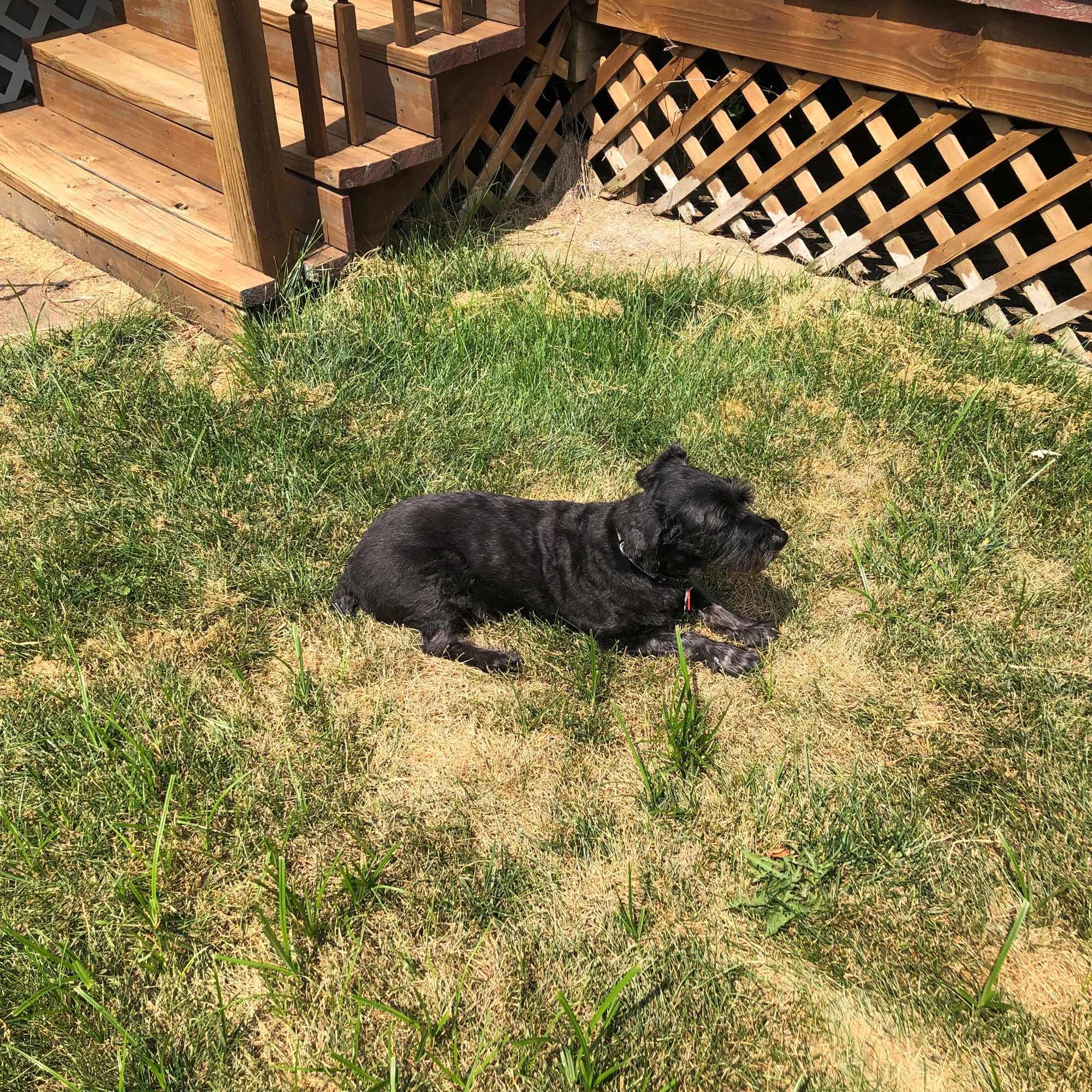 Black schnauzer mix dog, Louie, laying in some patchy grass. There is a wooden lattice deck behind him.