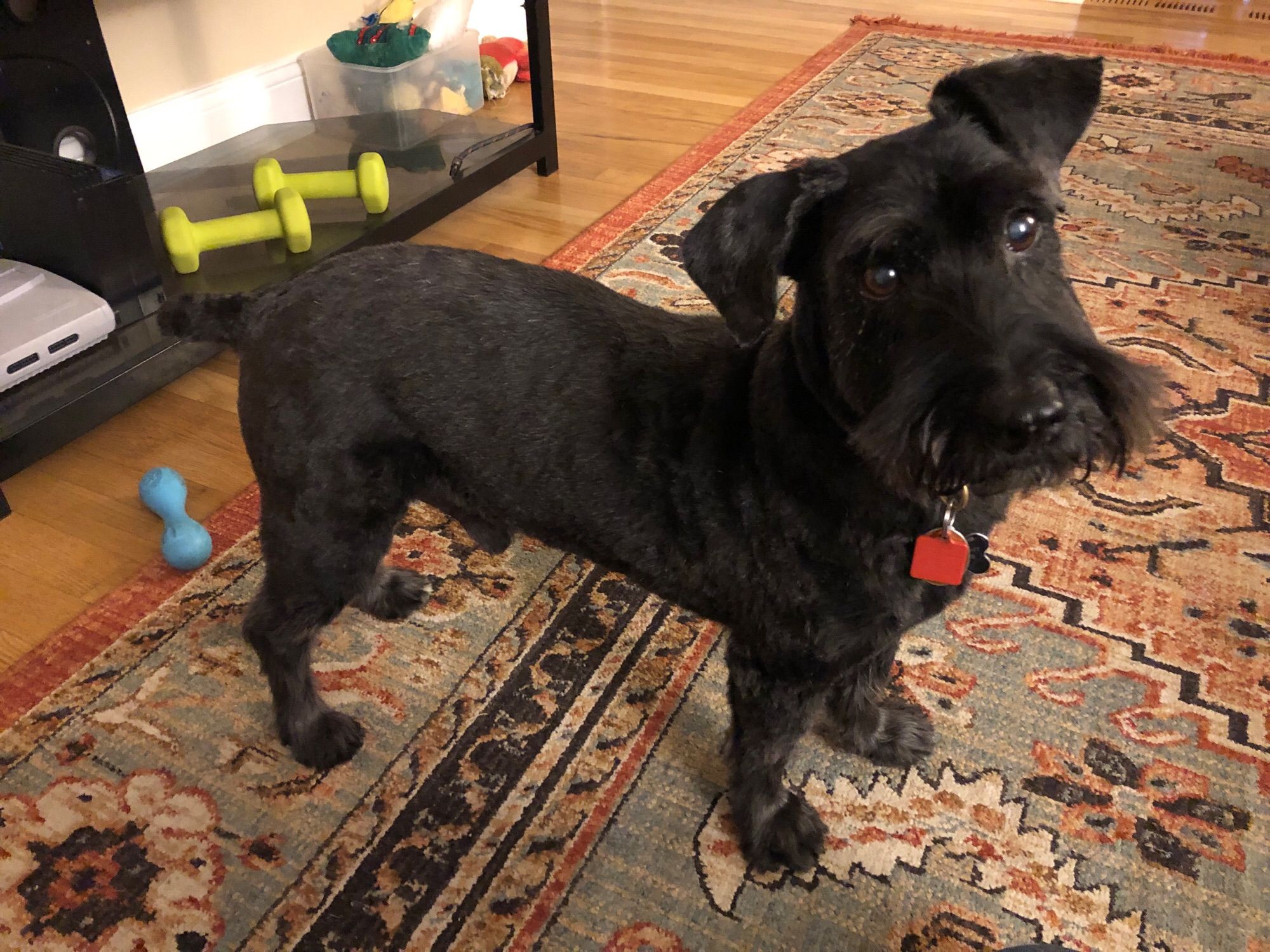 Black schnauzer/Scottie mix dog standing on a multi color rug. He is looking up at the camera and showing off his new haircut