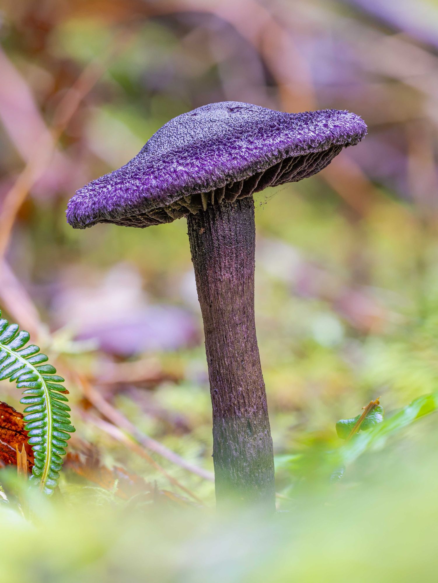 Cortinarius violaceus, the purple cort