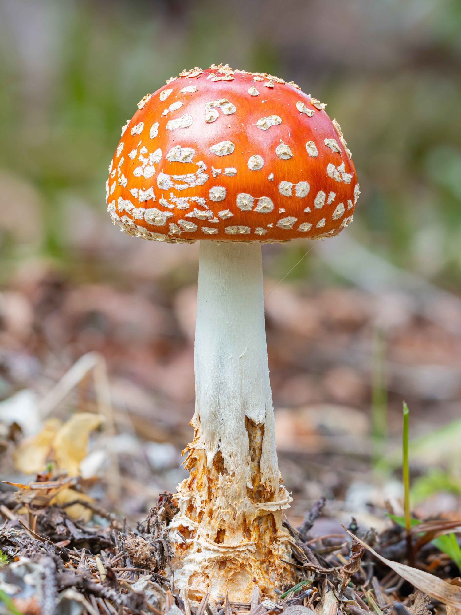 A tall, beautiful Amanita muscaria stands on a tattered foundation as its stipe disintegrates