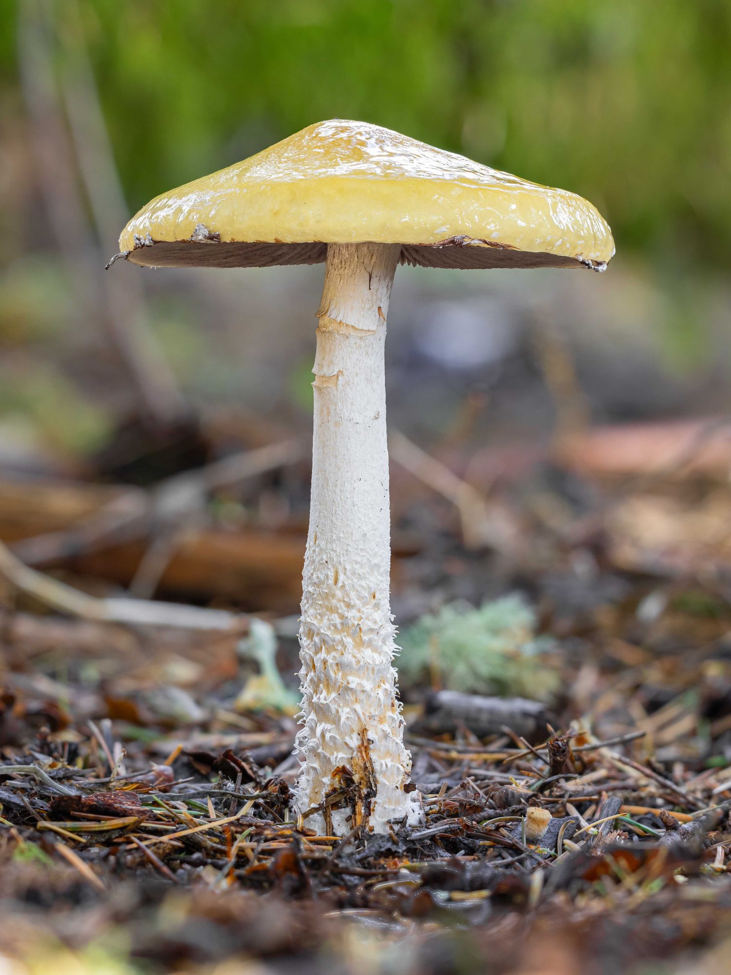 A tall pale yellow-capped mushroom with a white stipe stands alone in a quiet forest with distant green trees, providing a nice bokeh for the background