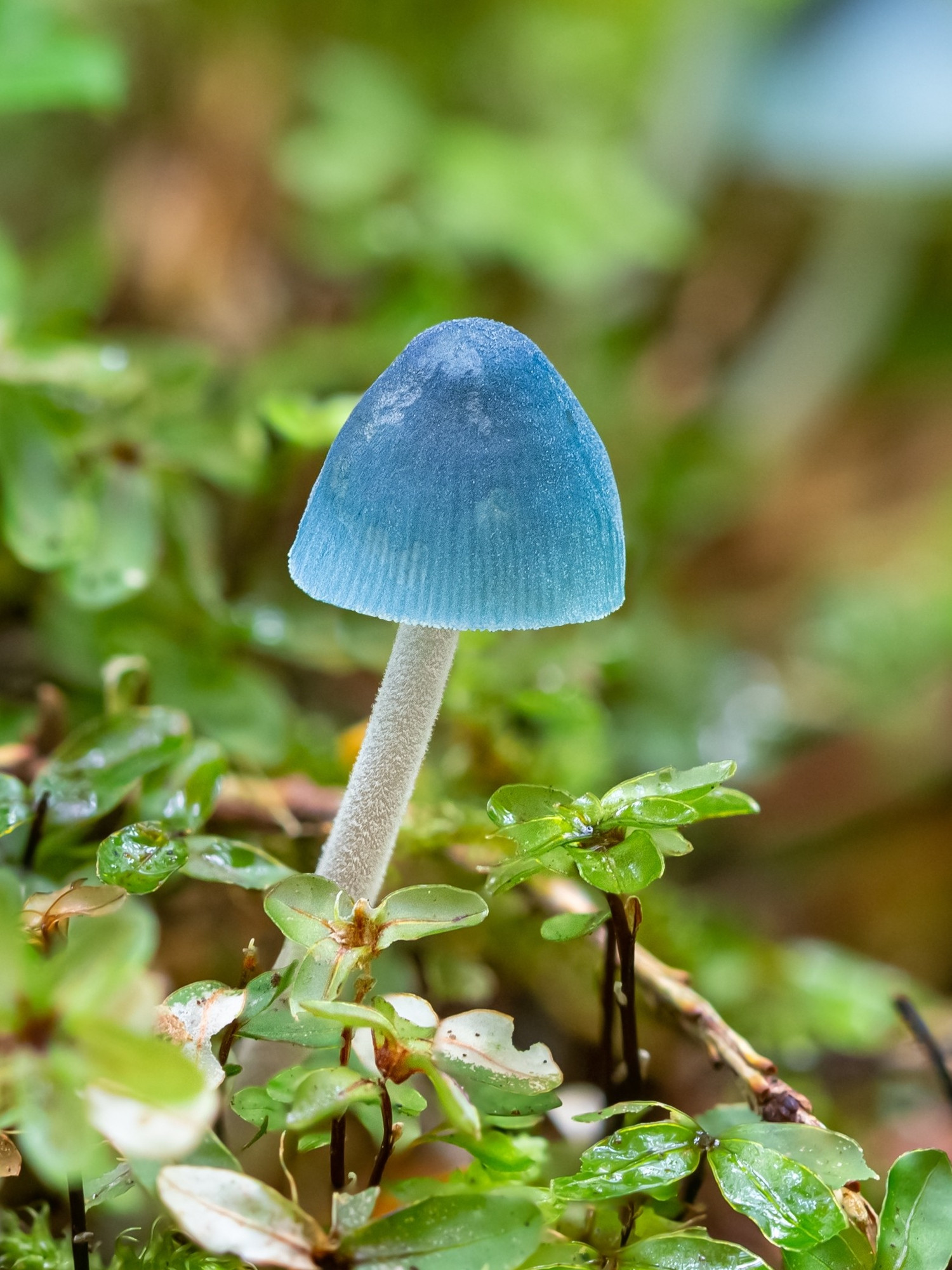 Mycena amicta