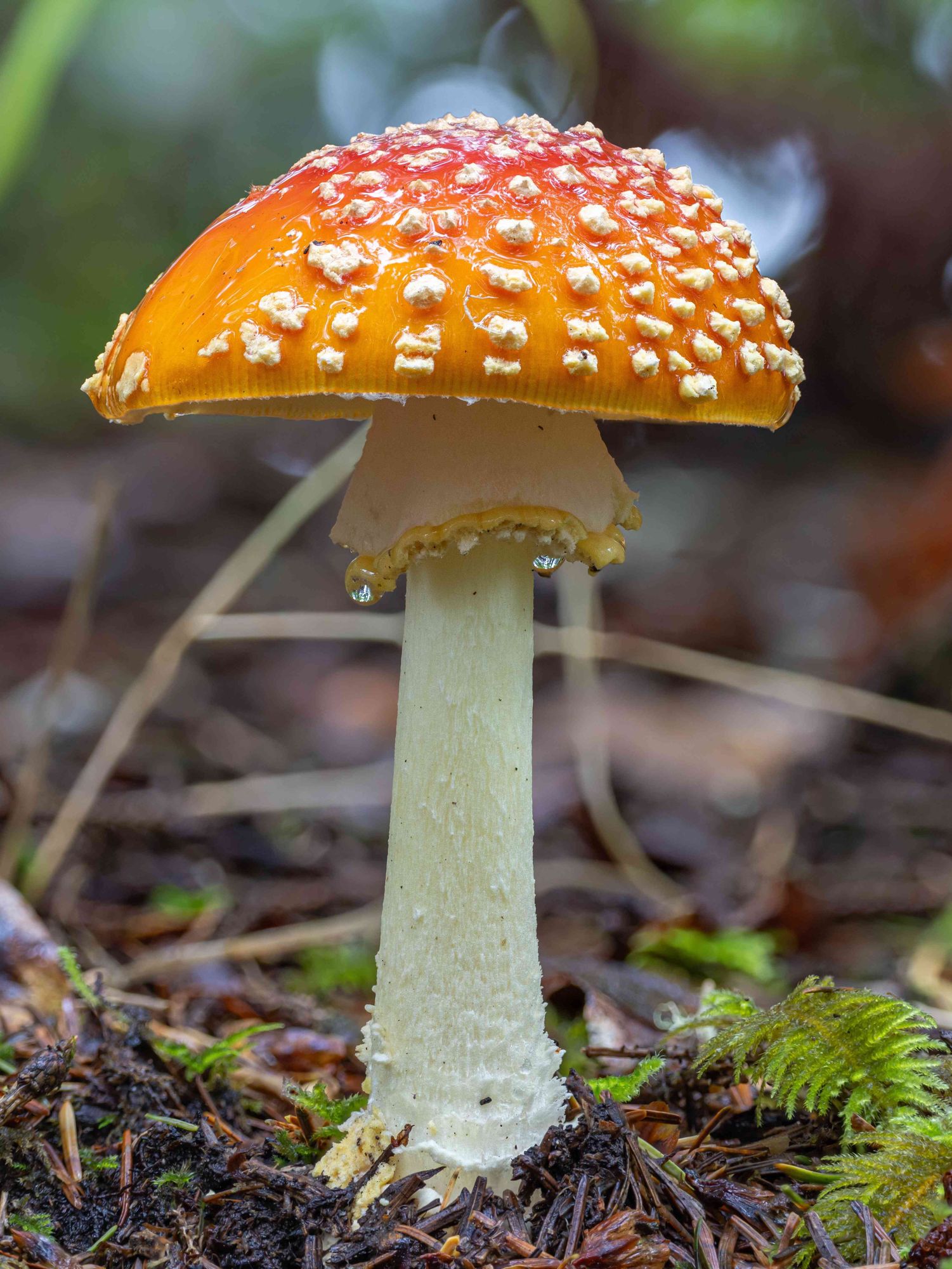 Amanita muscaria with sunset colors and water droplets hanging from its skirt