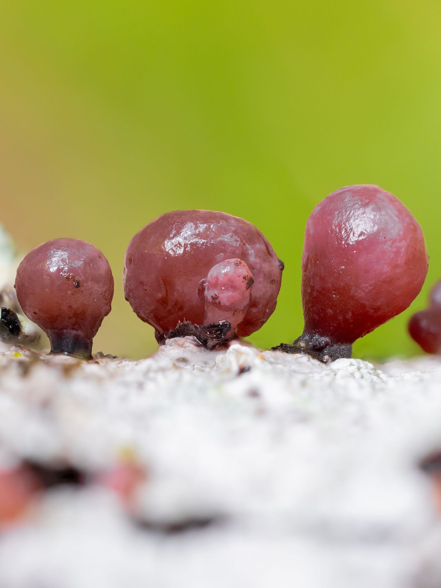 Purple Jelly Discs on a lichen-covered log