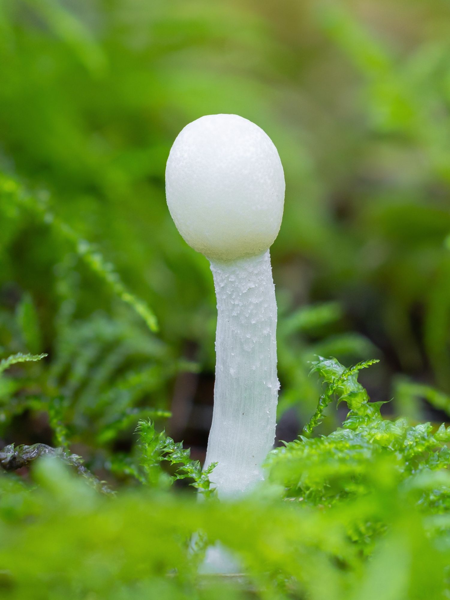 An all-white tiny mushroom grows out of vibrant green moss, likely the Onion-stalk Parasol