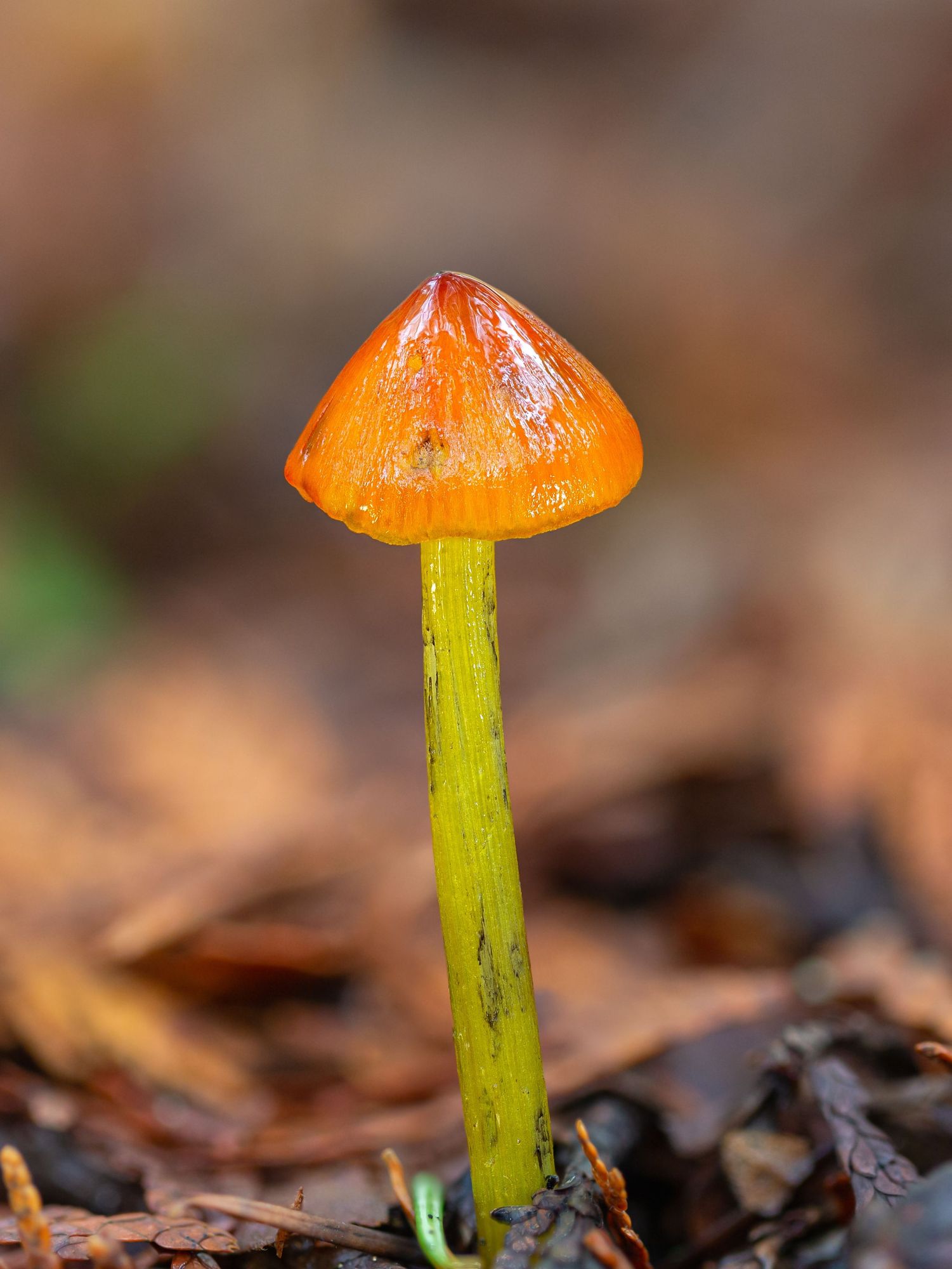 A slightly viscid, yellow-stiped, and orange-capped conical mushroom grows out of brown cedar duff. Hygrocybe singeri most likely.