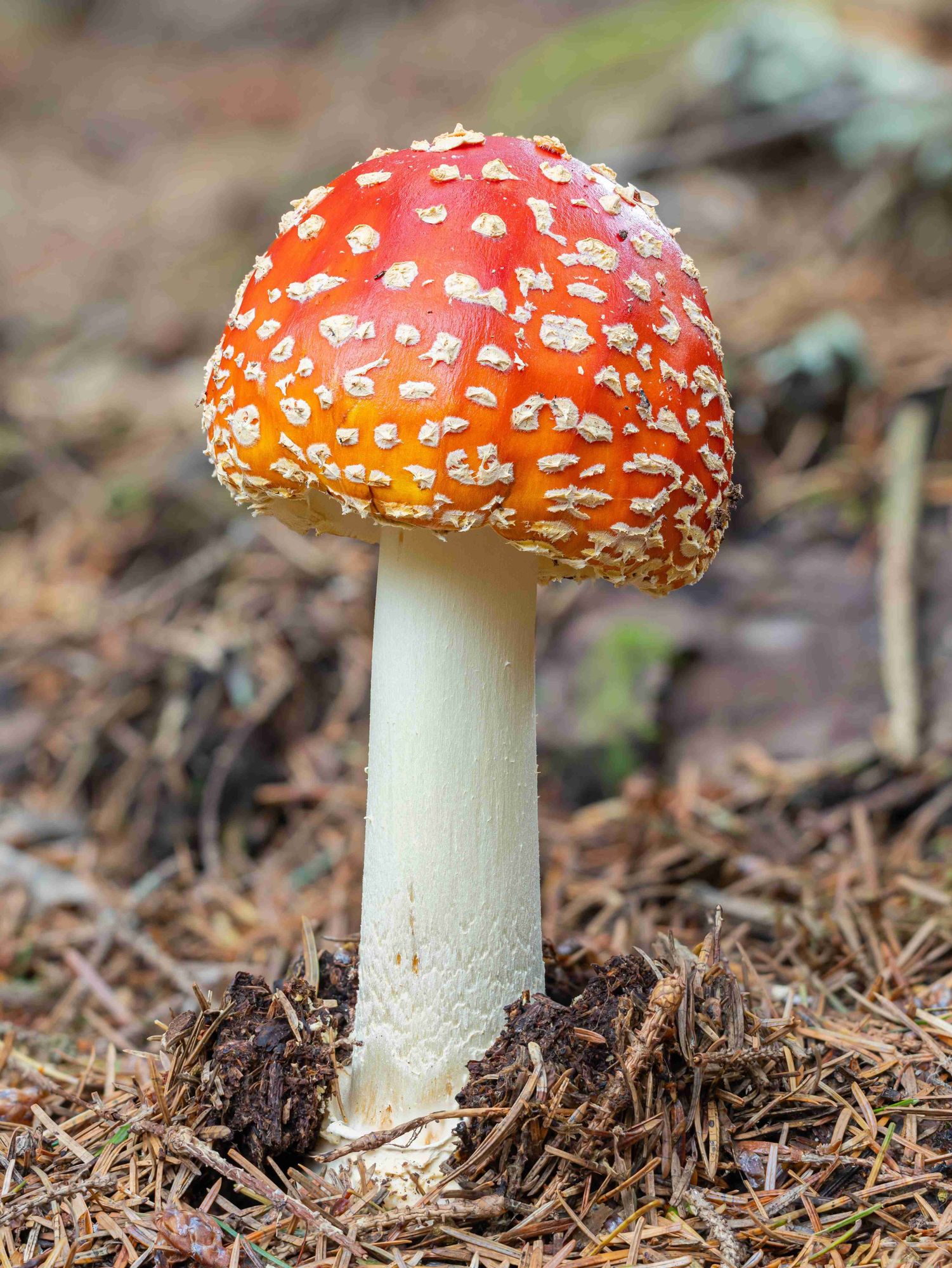 A tall Amanita muscaria with an off-white stipe and a yellow-orange to red gradient on its cap