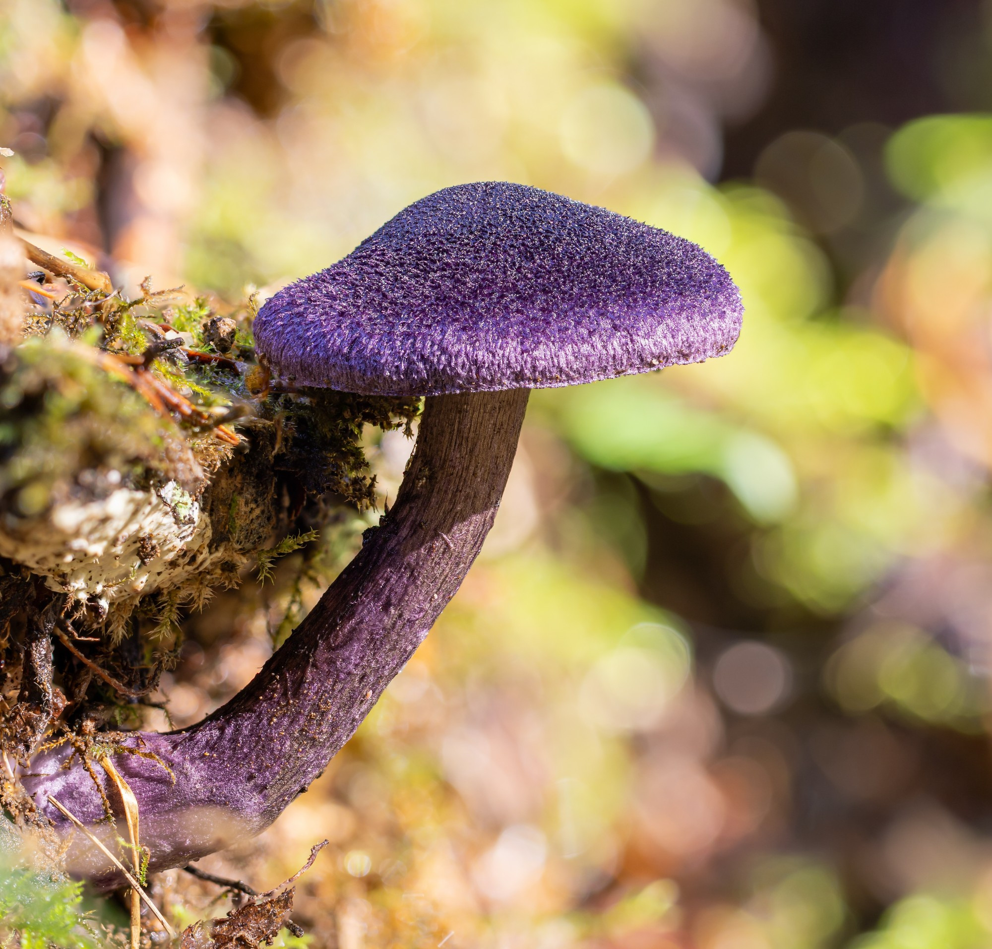 A deep-purple mushroom, smothered in bright sunlight, grows its way out of a bank of mossy soil. It's a Violet Cort, or Cortinarius violaceus. 