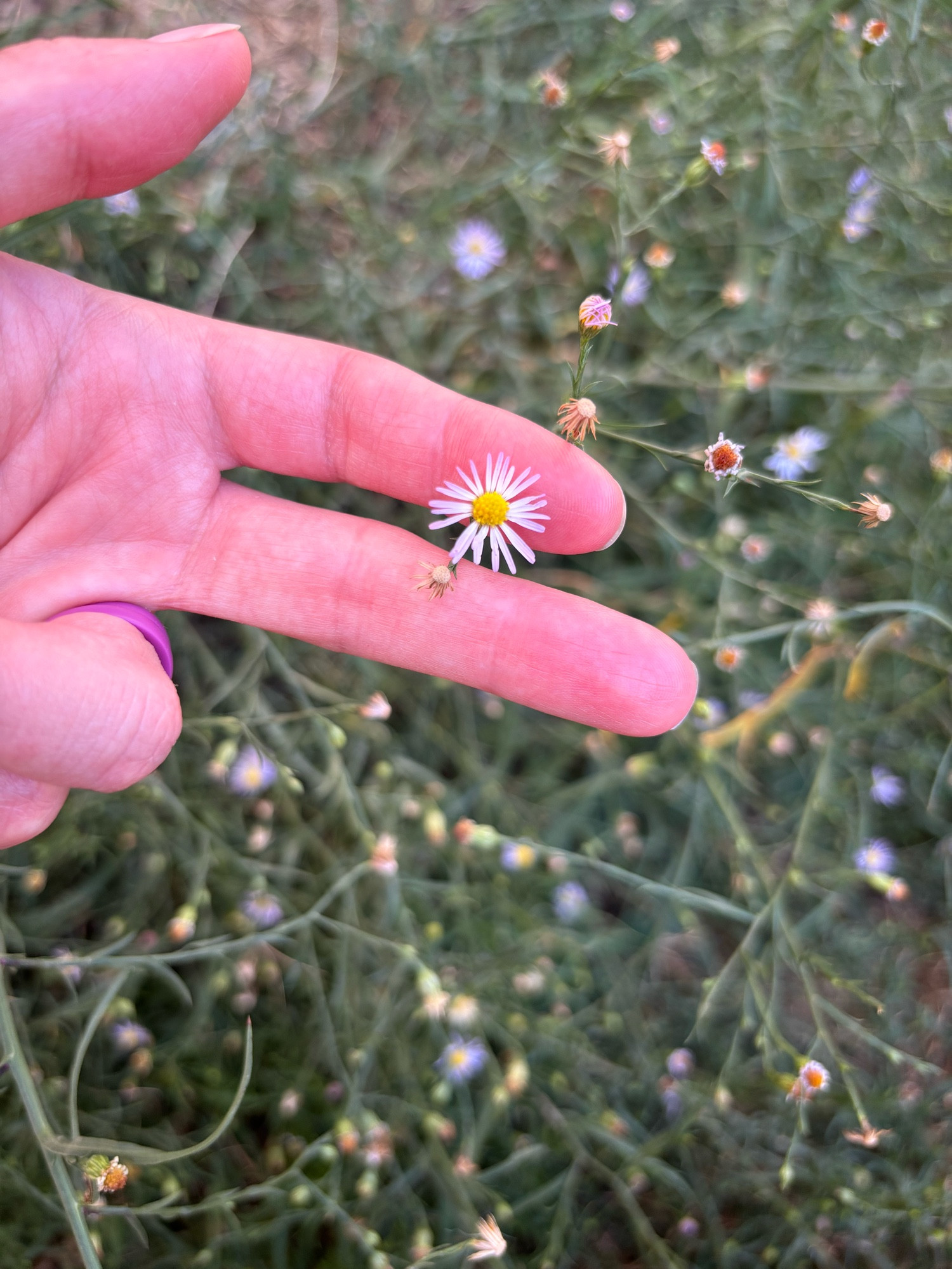 My left-hand fingers gently framing a saltmarsh aster flower. 