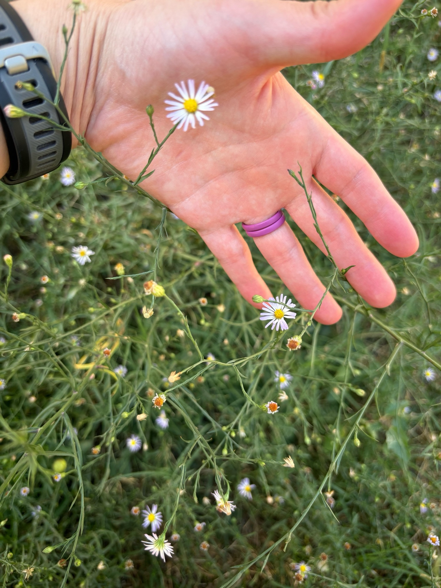 My left hand (palm facing the viewer) behind some saltmash aster flowers. The patch is in full bloom and takes up the entire frame of the photo. 