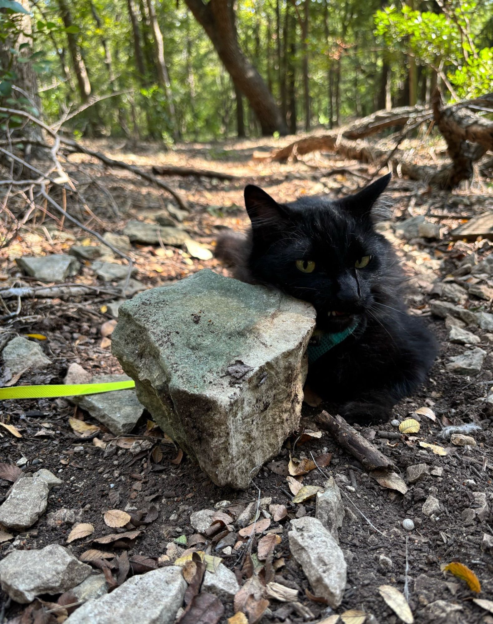 Fitz (tuxedo longhair cat) reclining next to a large square-shaped rock and rubbing it with his face. We’re on a walk in an urban wooden natural area. He is in a blue Rabbitgoo harness with a neon yellow Flexi tape-type leash.