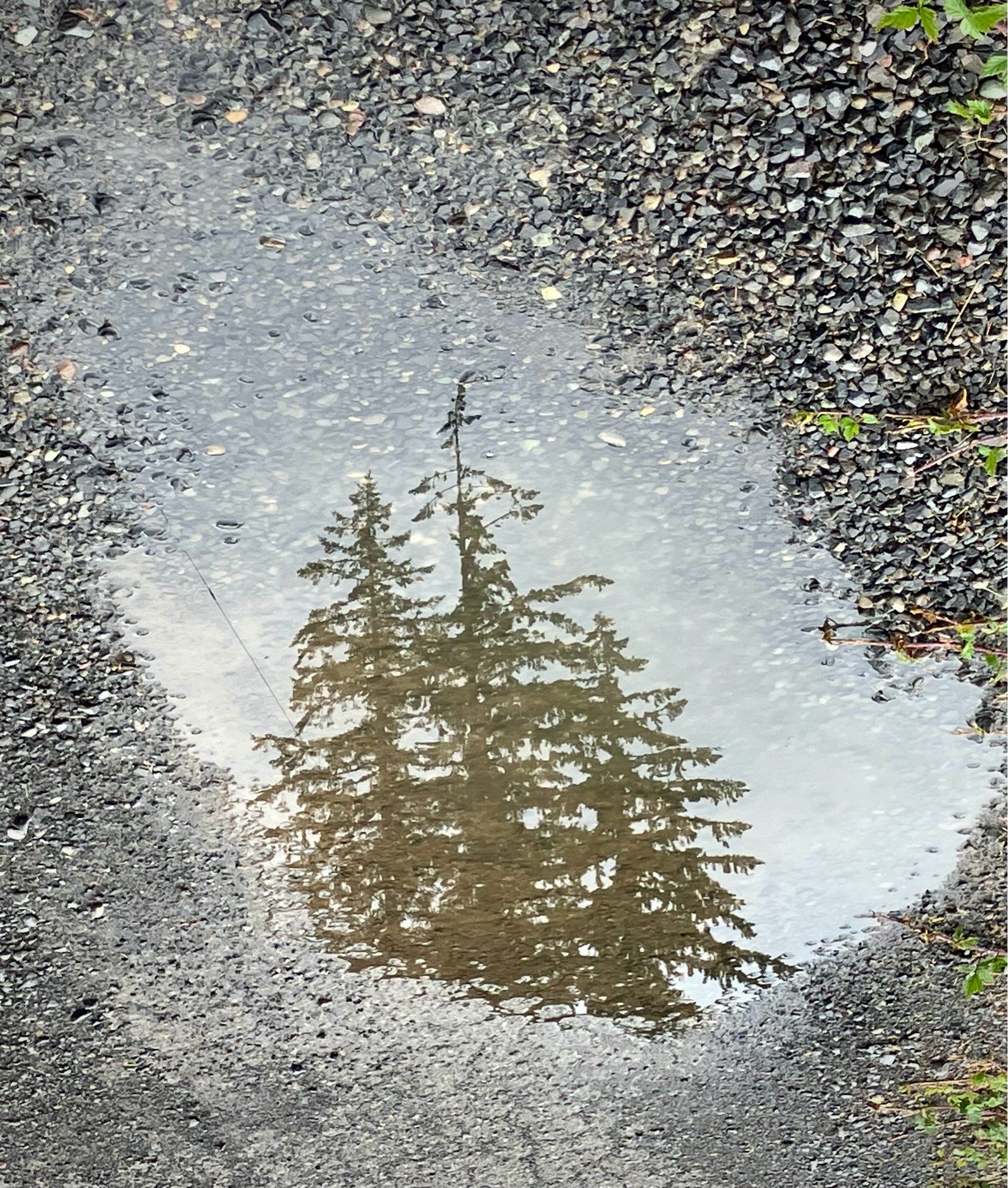 Reflection of treetops in a puddle of water on gravel road.