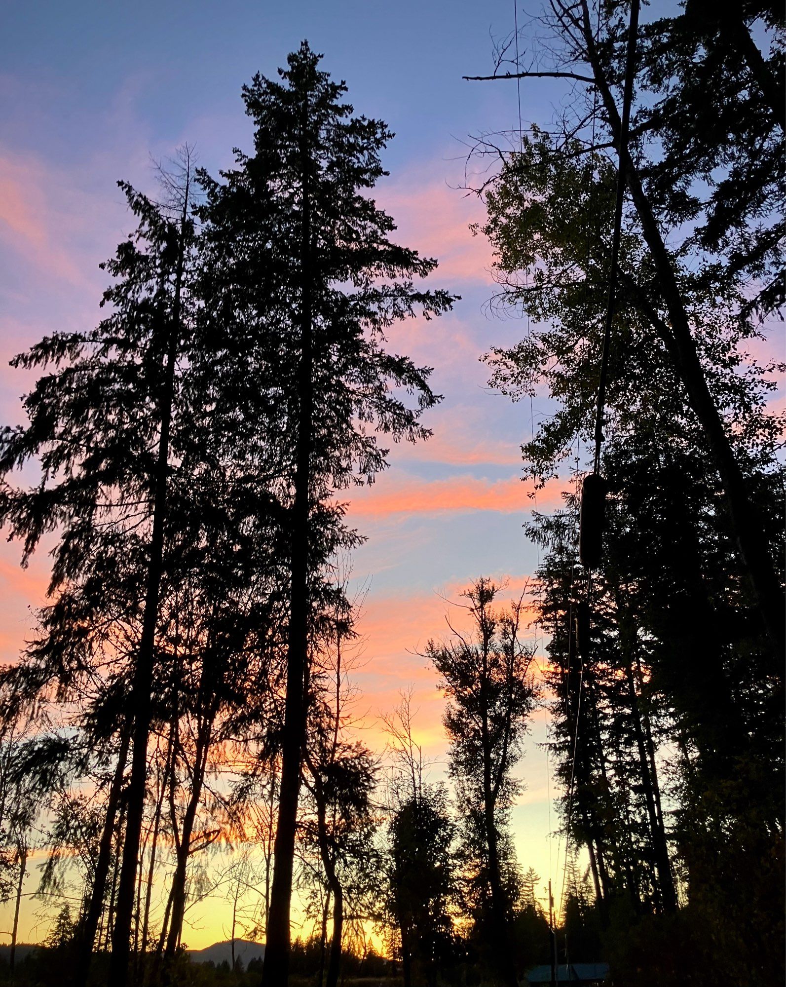 Fading sunset seen through tall, silhouetted trees. Strands of pinkish clouds mix with blue sky behind them.