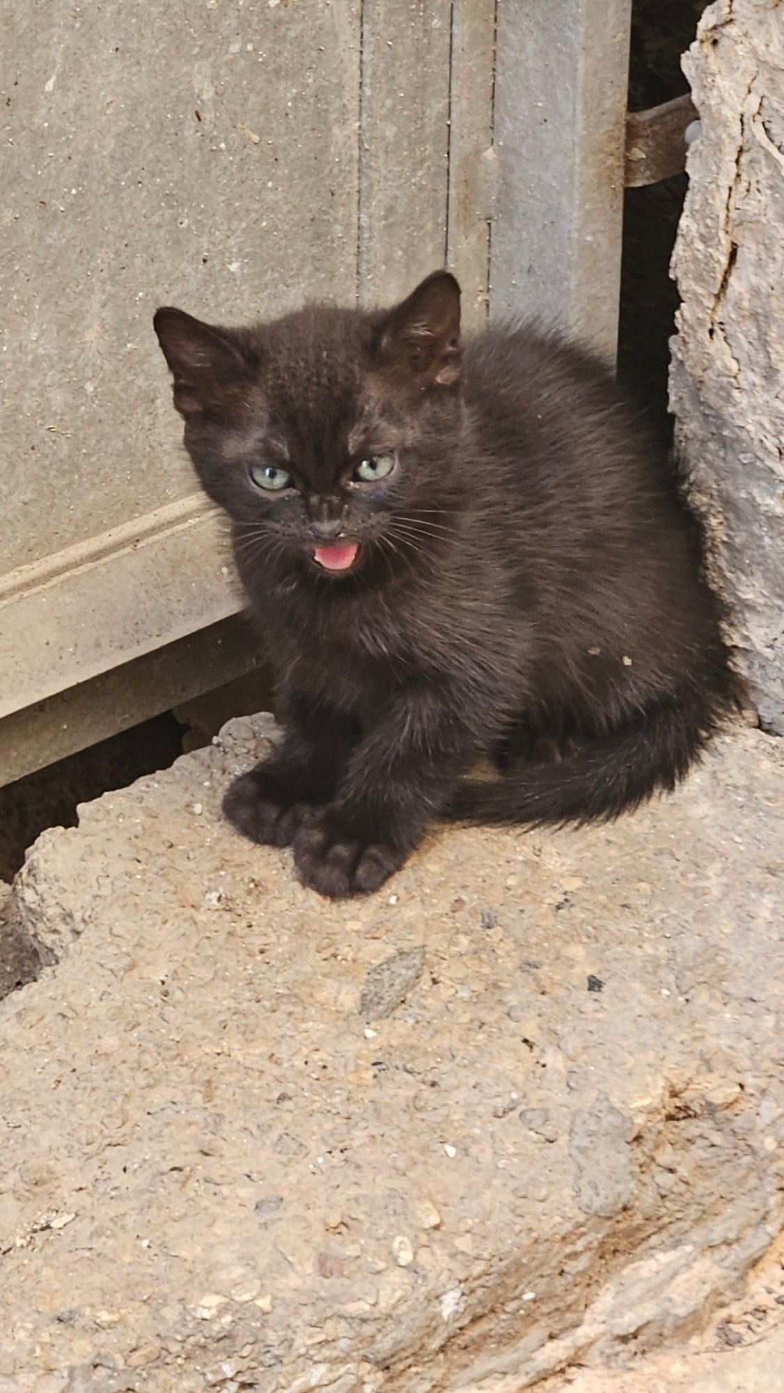 Black kitten in doorway, mouth open with pink tongue, trying and failing to look intimidating.