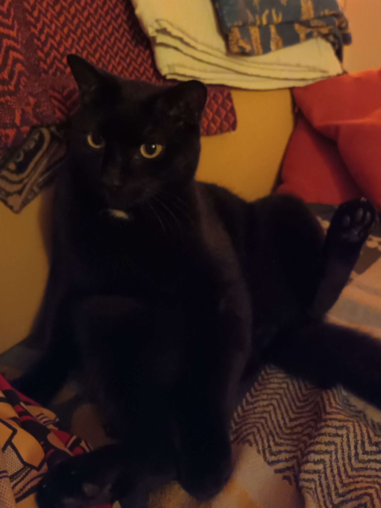 A black cat sitting on a settee holding up his back legs so you can see his toe beans.