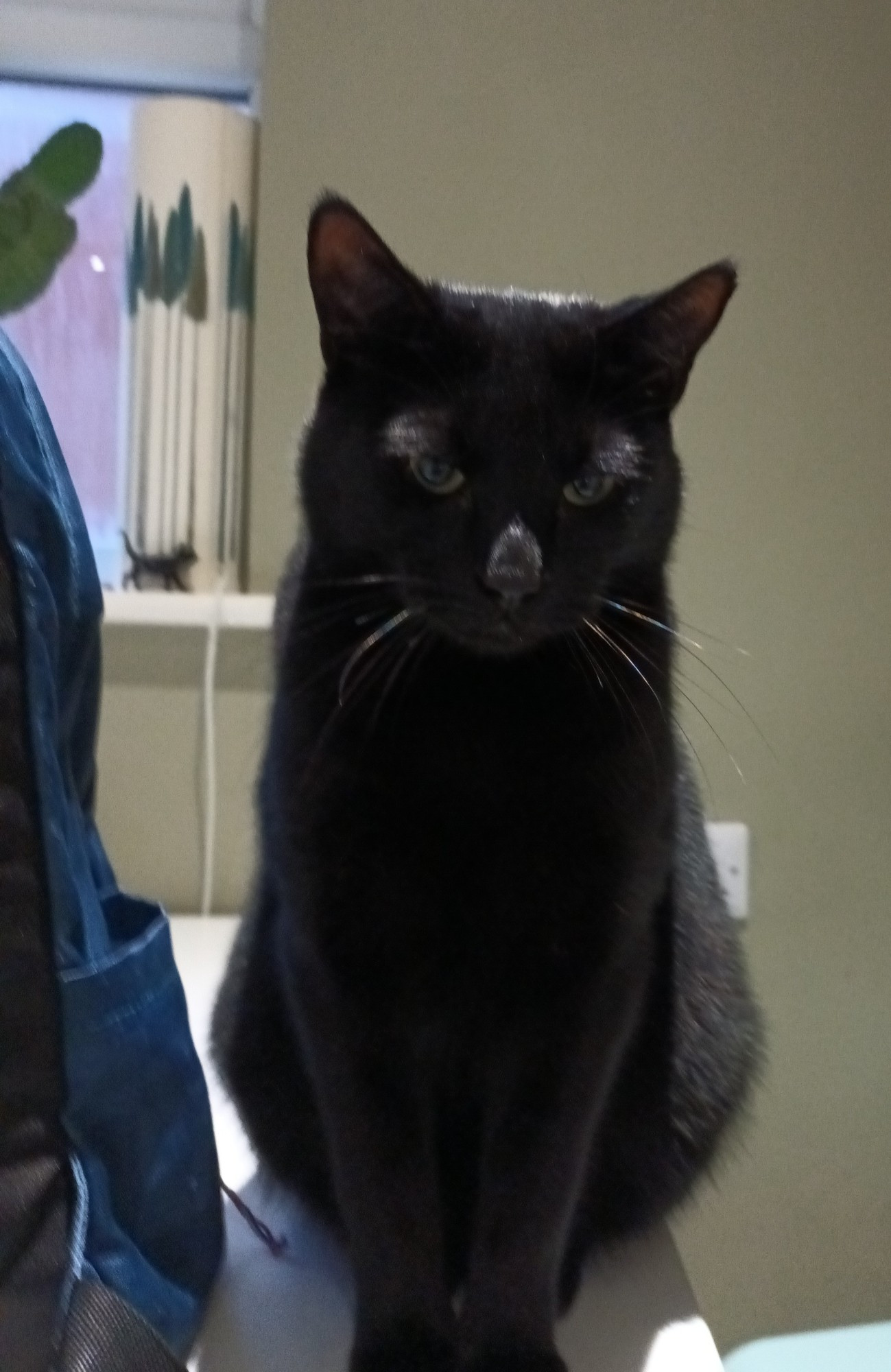 A black cat sitting on a table looking at the camera.