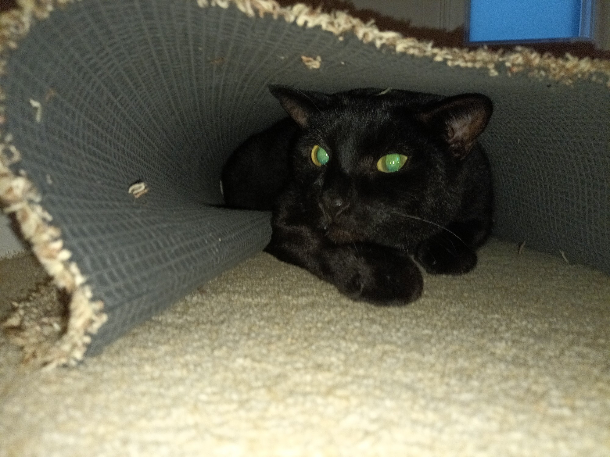 A black cat hiding underneath a doormat.