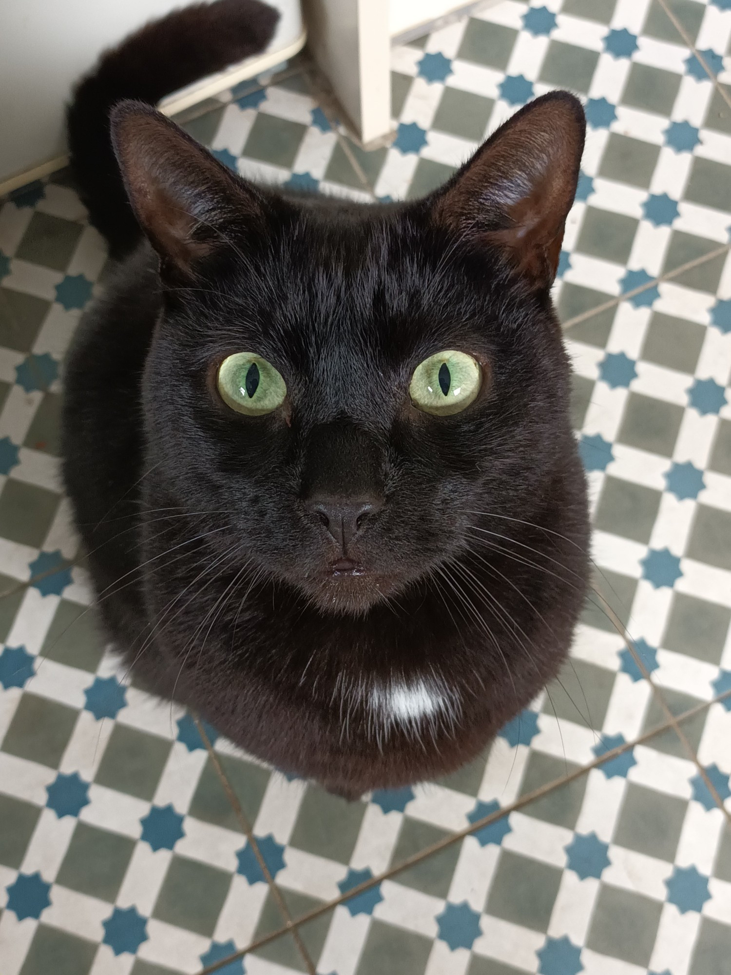 A black cat sits on a geometric patterned floor. The cat is looking upwards. His greeny yellow eyes are staring straight at the camera. 