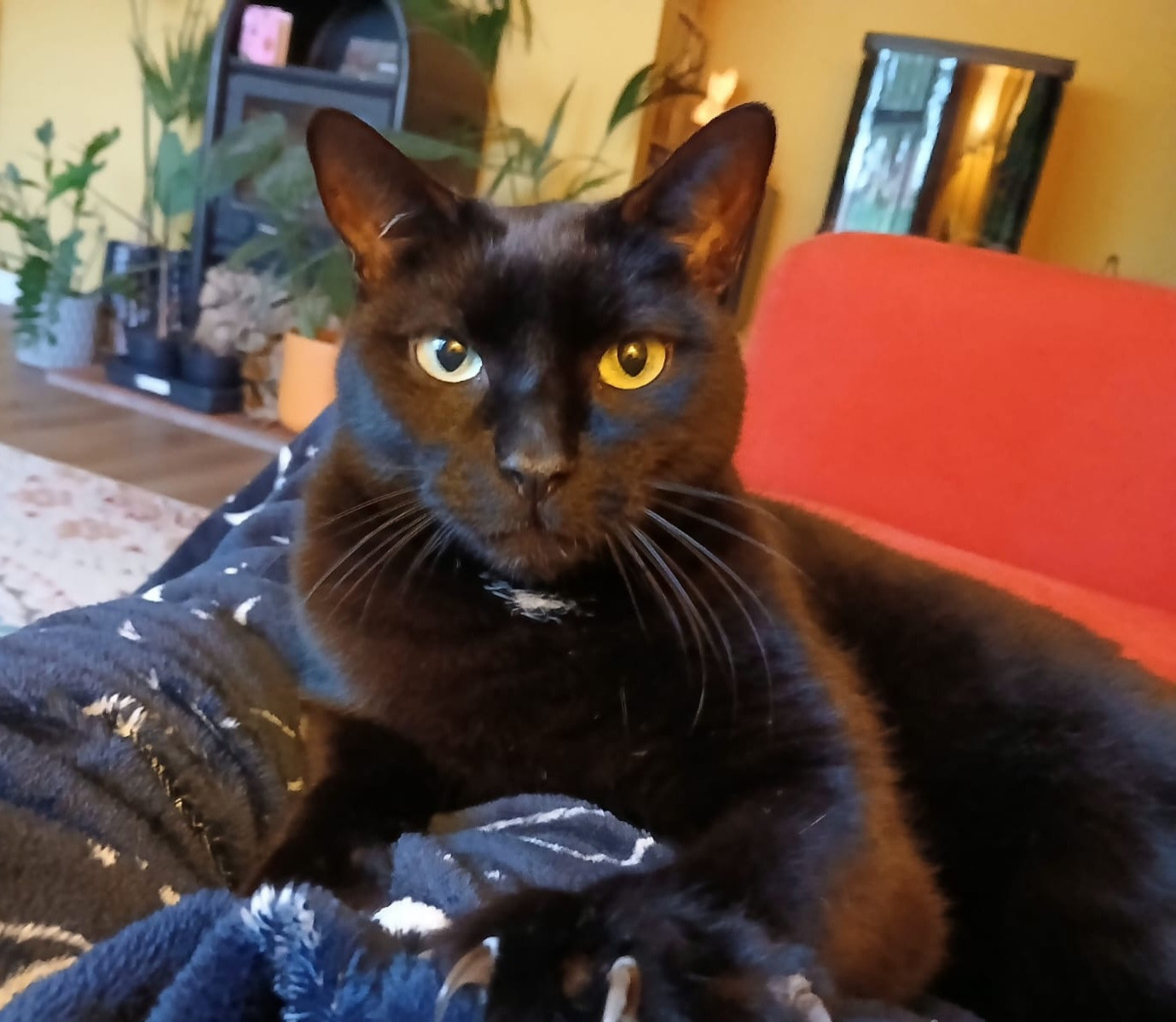 A black cat lying down looking directly into the camera.