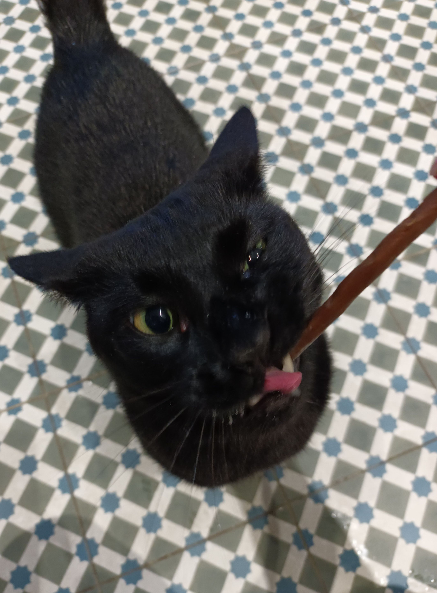 A black cat eating a stick shaped treat. His mouth is open with the treat sticking out. His one eye is closed and you can see his pink tongue