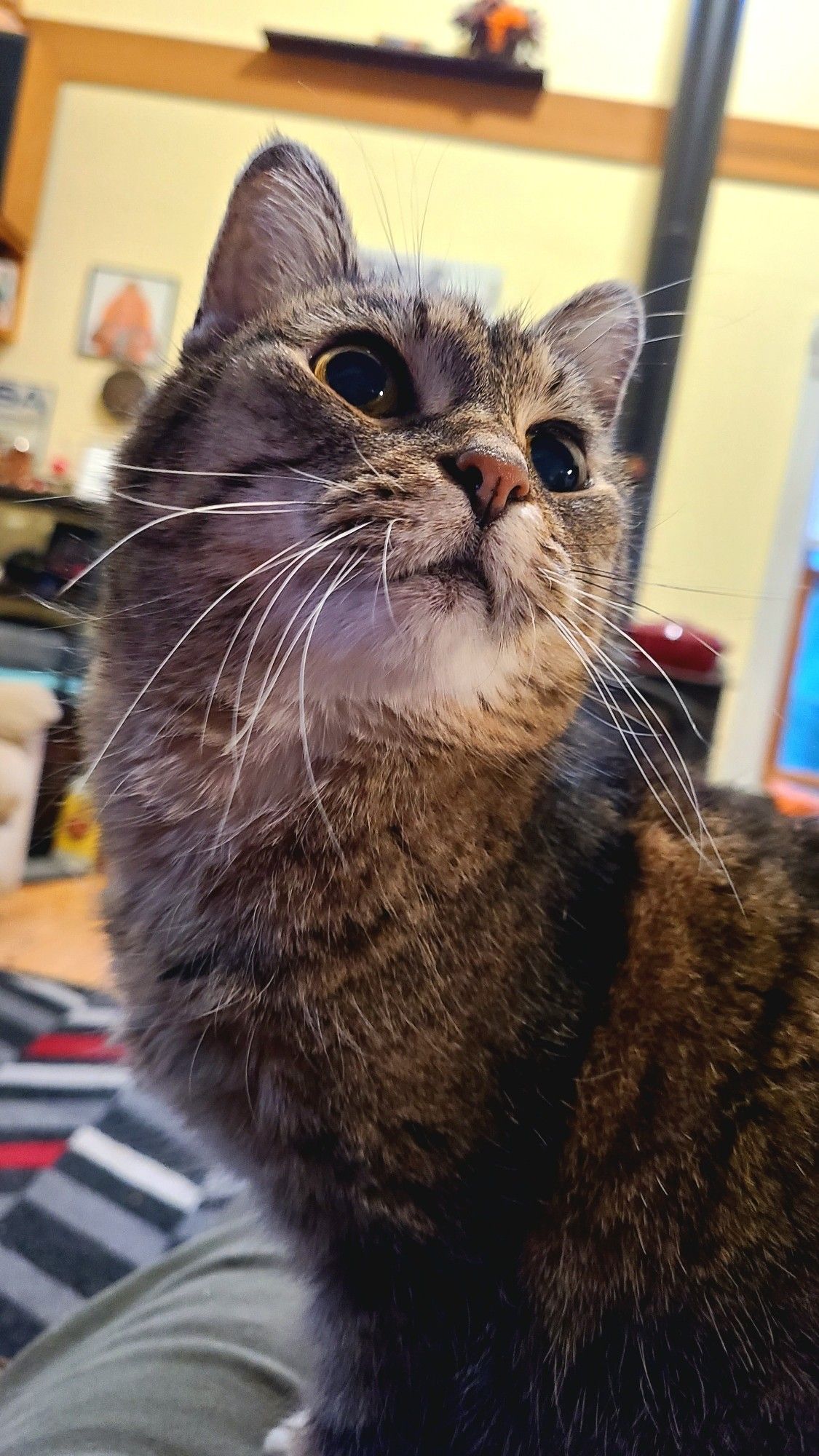 Photo of a 17 year old tabby cat with large eyes & a pink nose posing like she's in Madonna's Vogue video