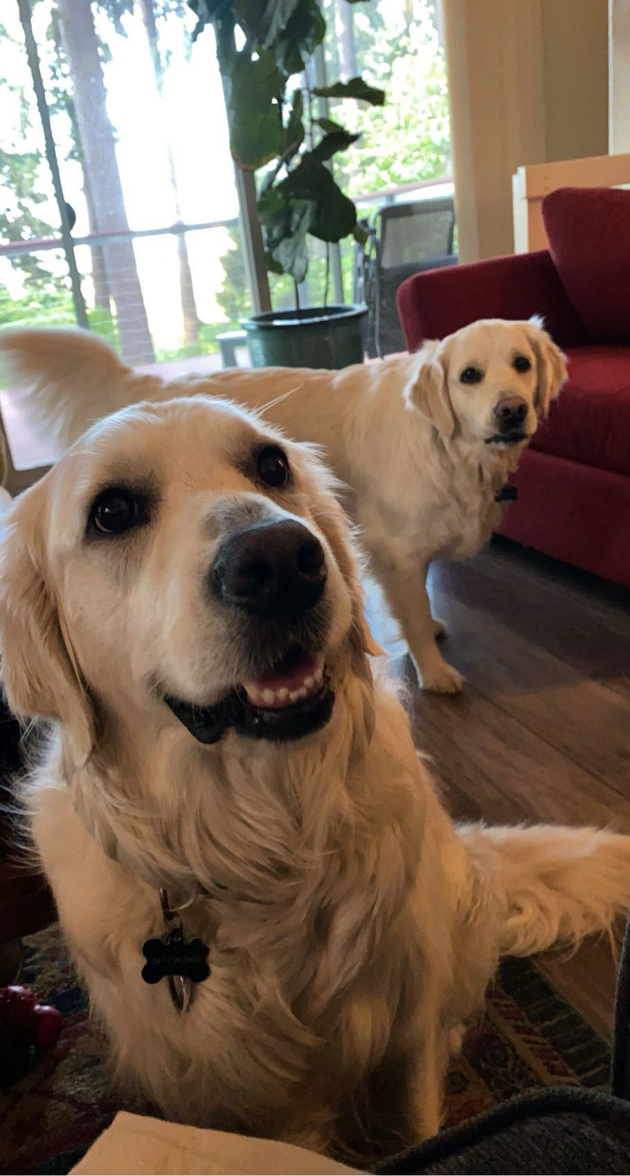 Two golden retrievers prettily looking at the photographer