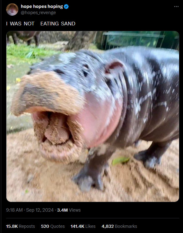 Moo Deng the hippo (or one of her siblings) with her snout, tongue, and lower jaw covered in sand. The caption reads, "I WAS NOT  EATING SAND"