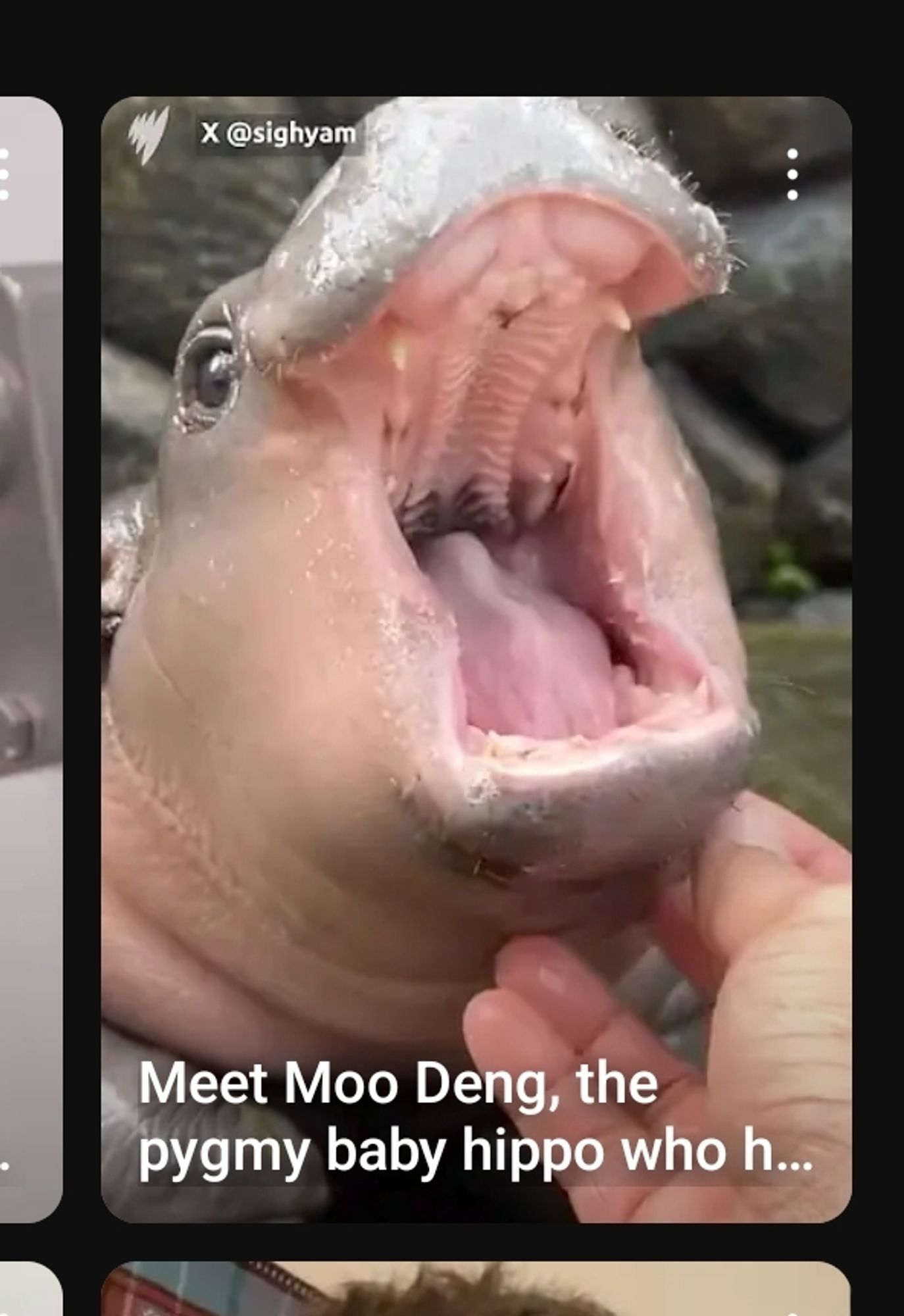 a yt short titled "meet Moo Deng, the pygmy baby hippo who..." and then it cuts off. Moo Deng is in the thumbnail mouth wide open, enjoying chin scritches.