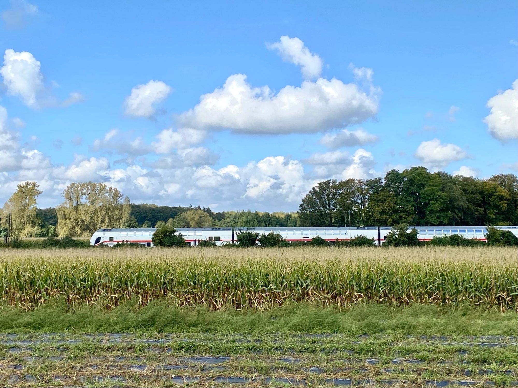 German Deutsche Bahn Intercity train, a corn field in the foreground 