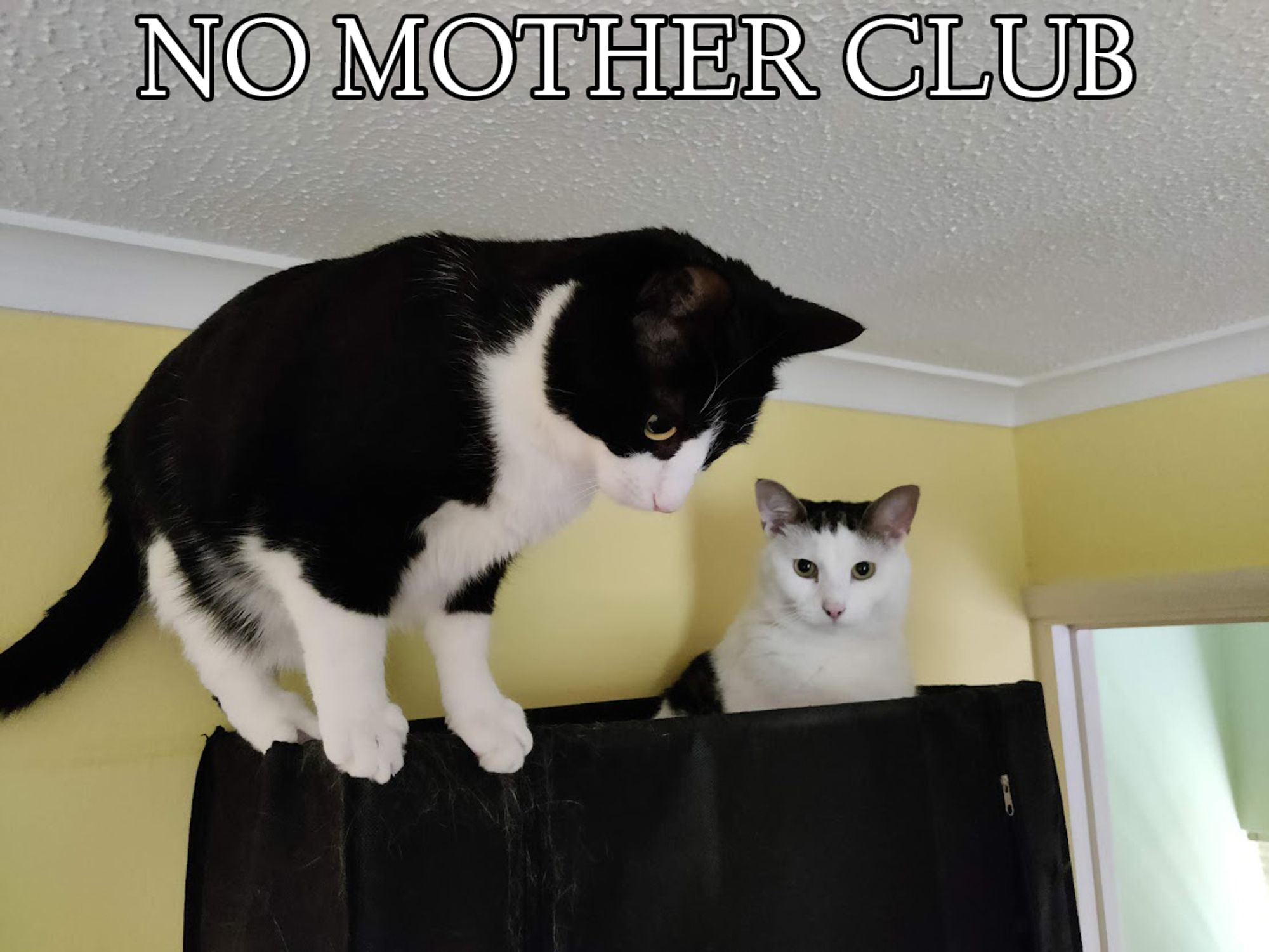 Pictured are a tuxedo cat and a white-and-tabby cat on top of a black shelving unit. They are just above the level of the open door to the right, and in front of a yellow wall. The picture is captioned 'No Mother Club'.