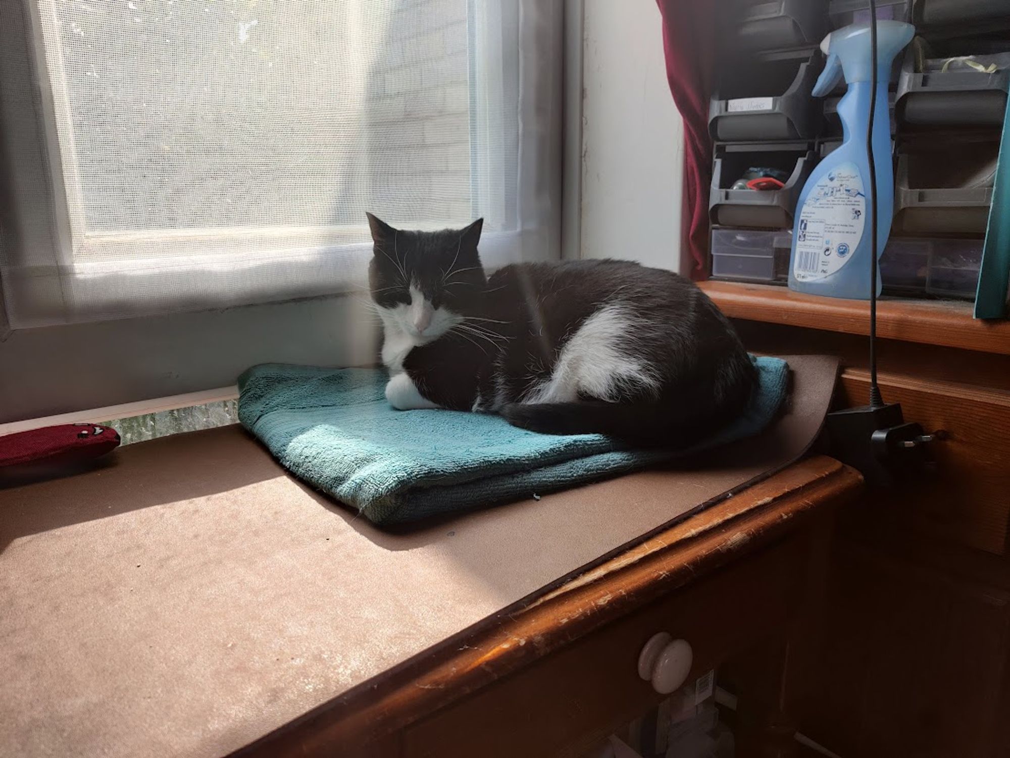 Pictured is a tuxedo cat sitting on a green towel on a brown desk. He is in front of a window screen, which makes the background look rather psychedelic.