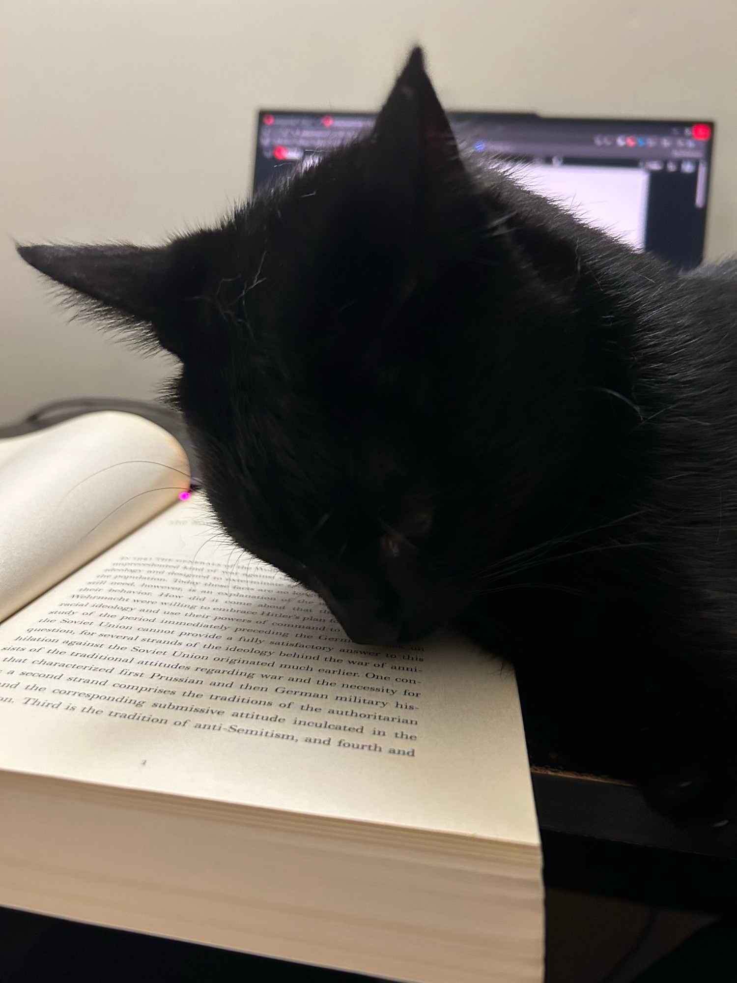 Coal, a black cat, sniffs a book