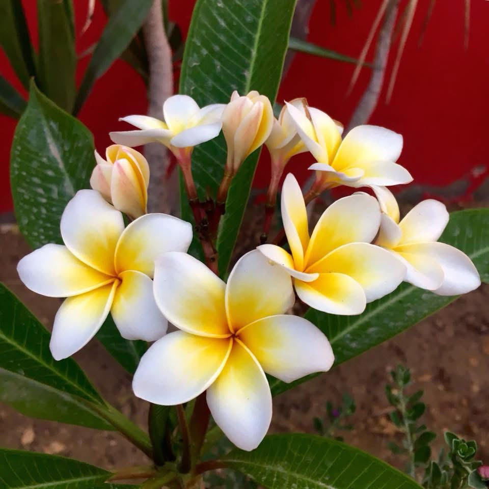 A brightly colored photograph of a ring of plumeria flowers; their waxy white petals deepen to gold at the center. The background of green leaves against a deep red wall for some reason calls to mind Asian lacquerware.
