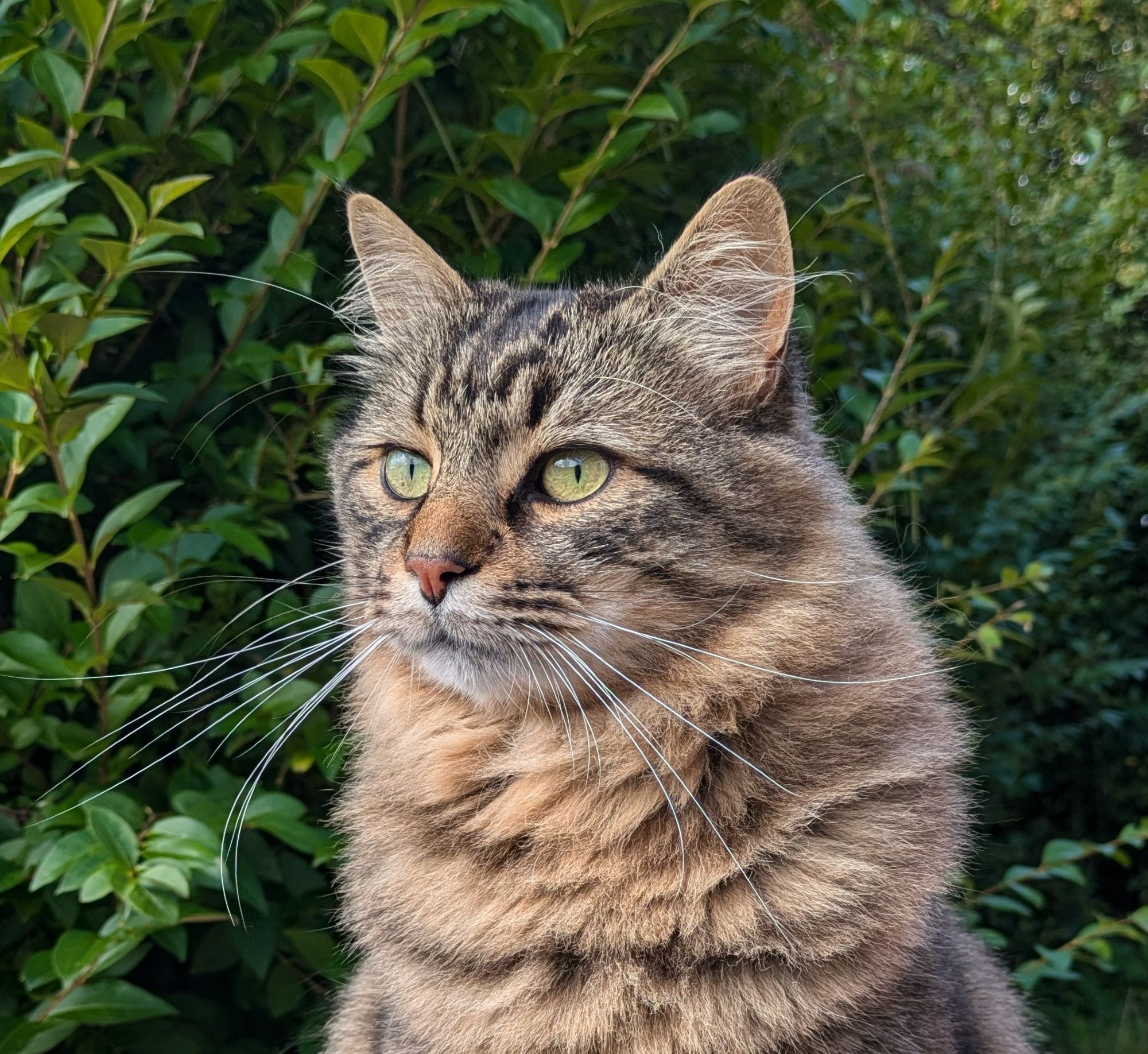 Three-quarter bust shot of Lemmy, a Maine Coon cat, against a privet hedge. He appears alert but not overly so.